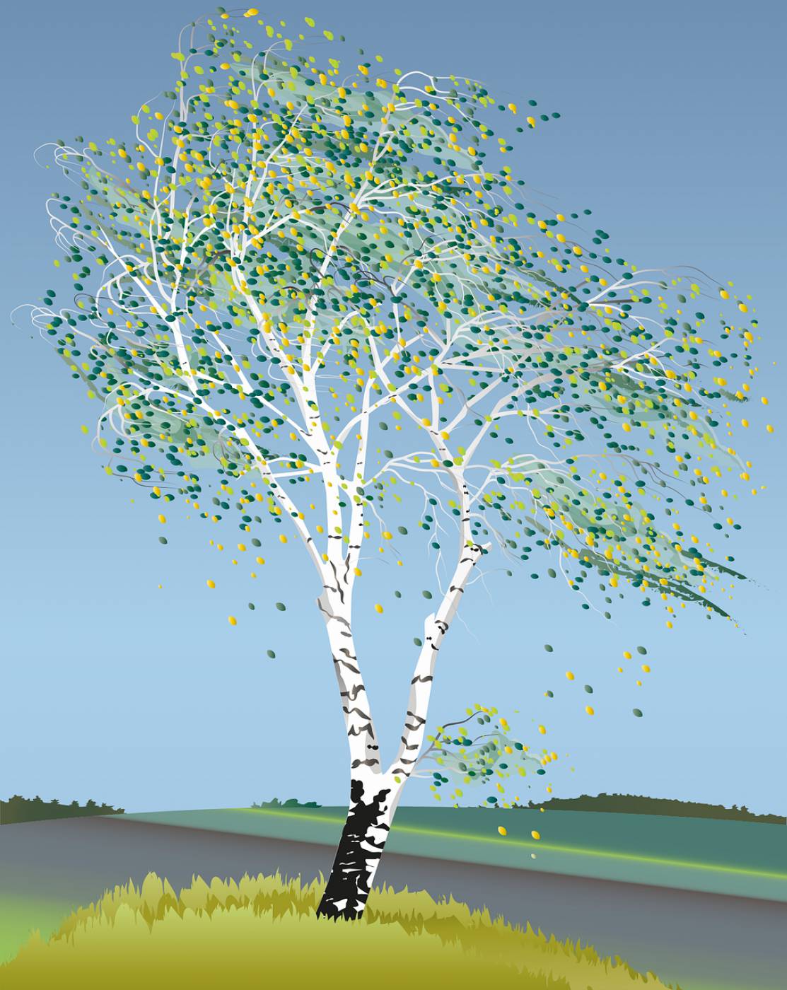 birch tree birch tree illustration  svg vector