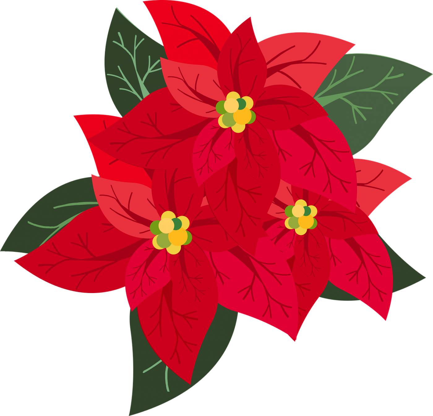 graphic poinsettia christmas advent  svg vector