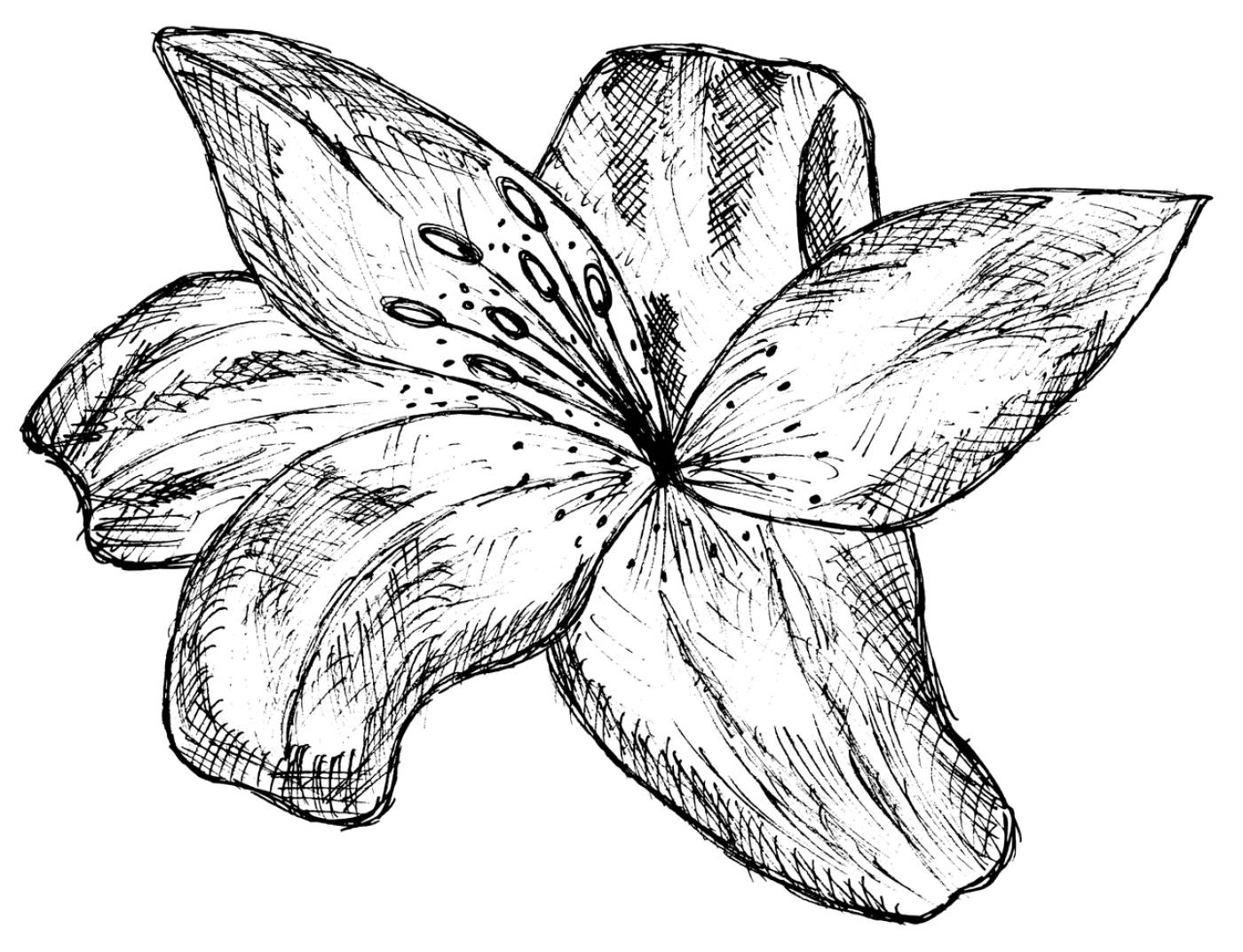 lily flower plant bloom garden  svg vector