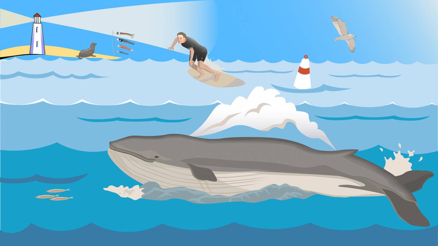 ocean whale blue activity seaside  svg vector