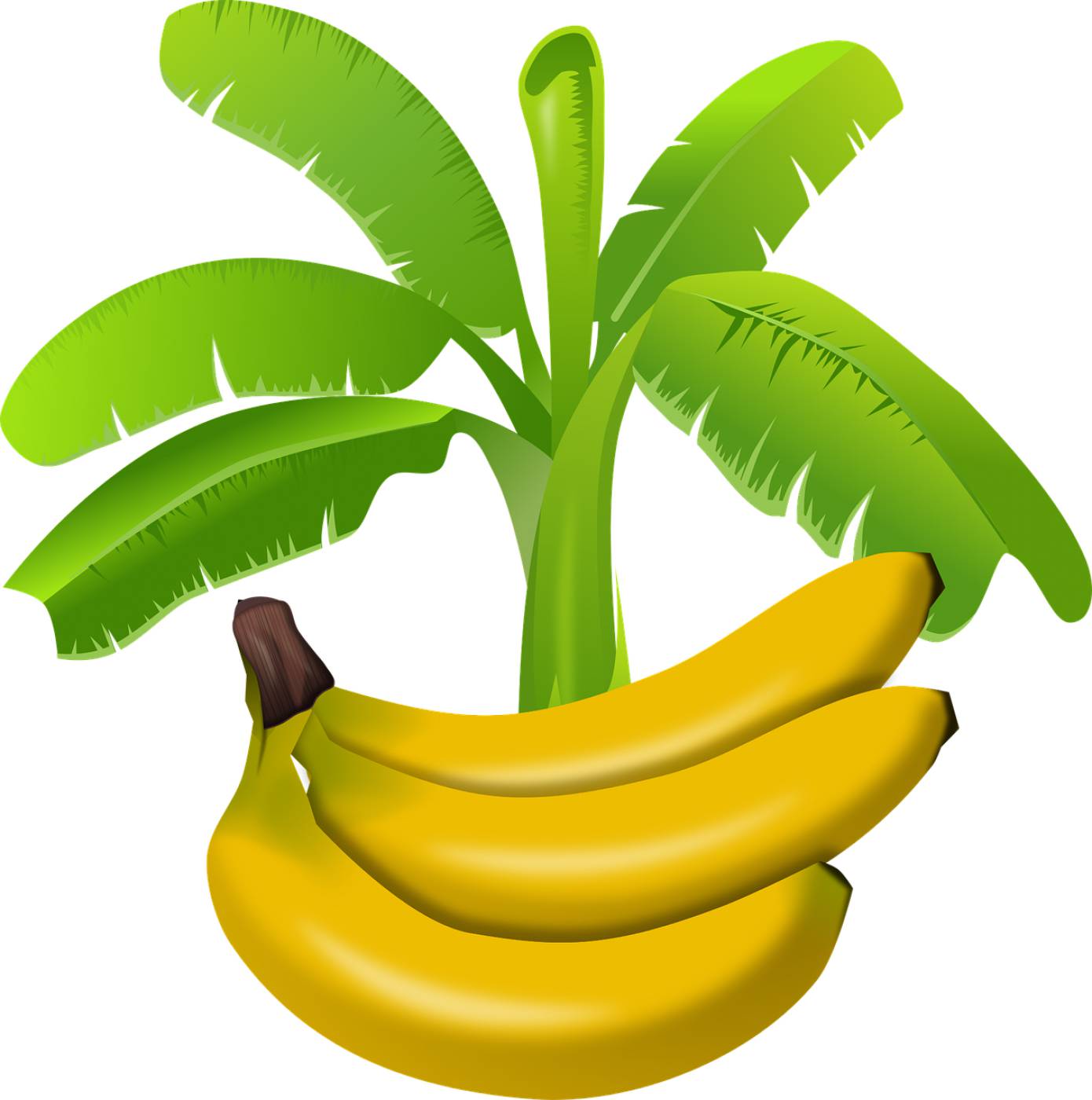 africa banana exotic food  svg vector