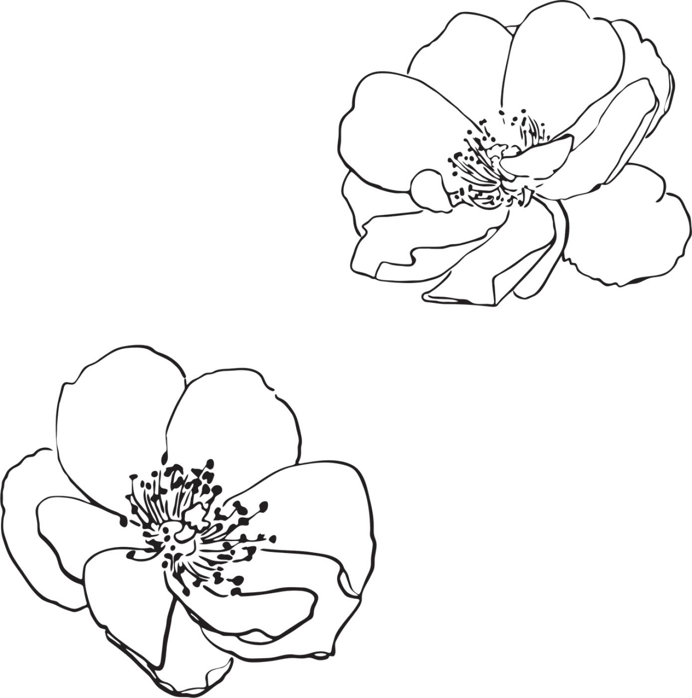 rose wild flowers drawn spring  svg vector