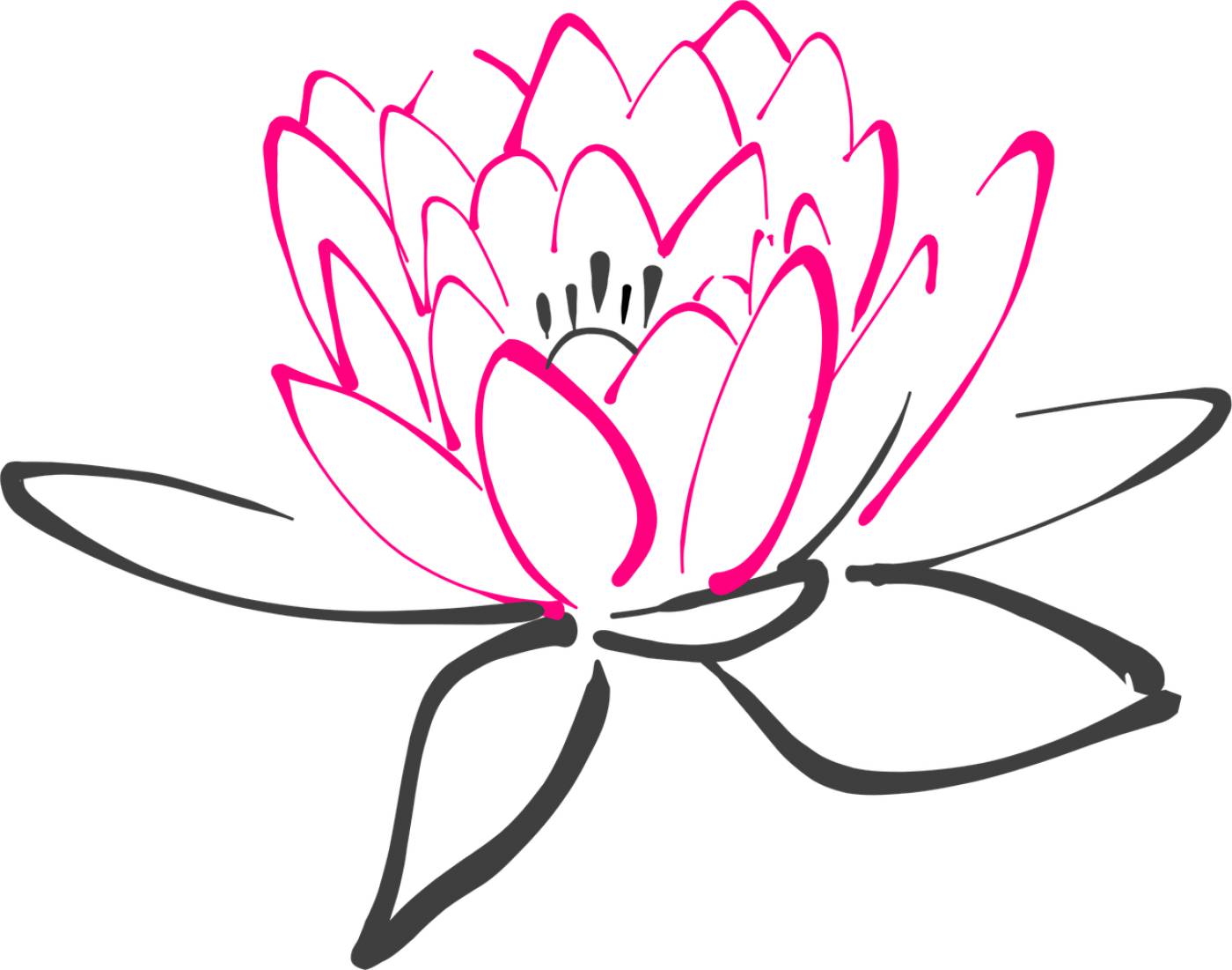 water lily flower pink lotus lily  svg vector