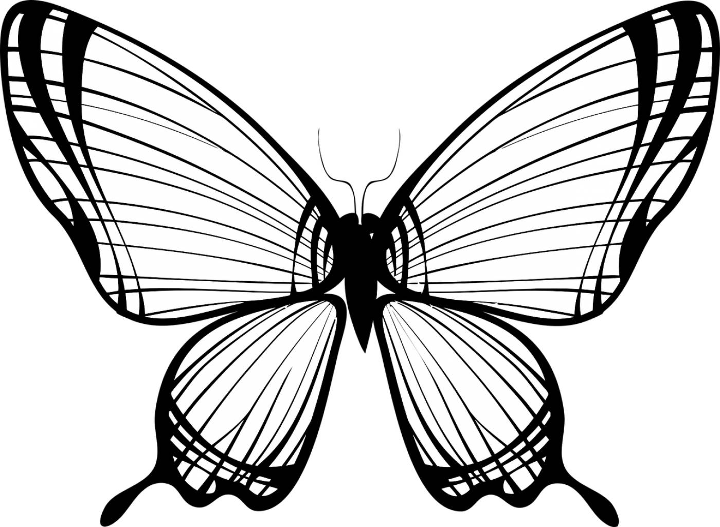 animal butterfly flying insect  svg vector