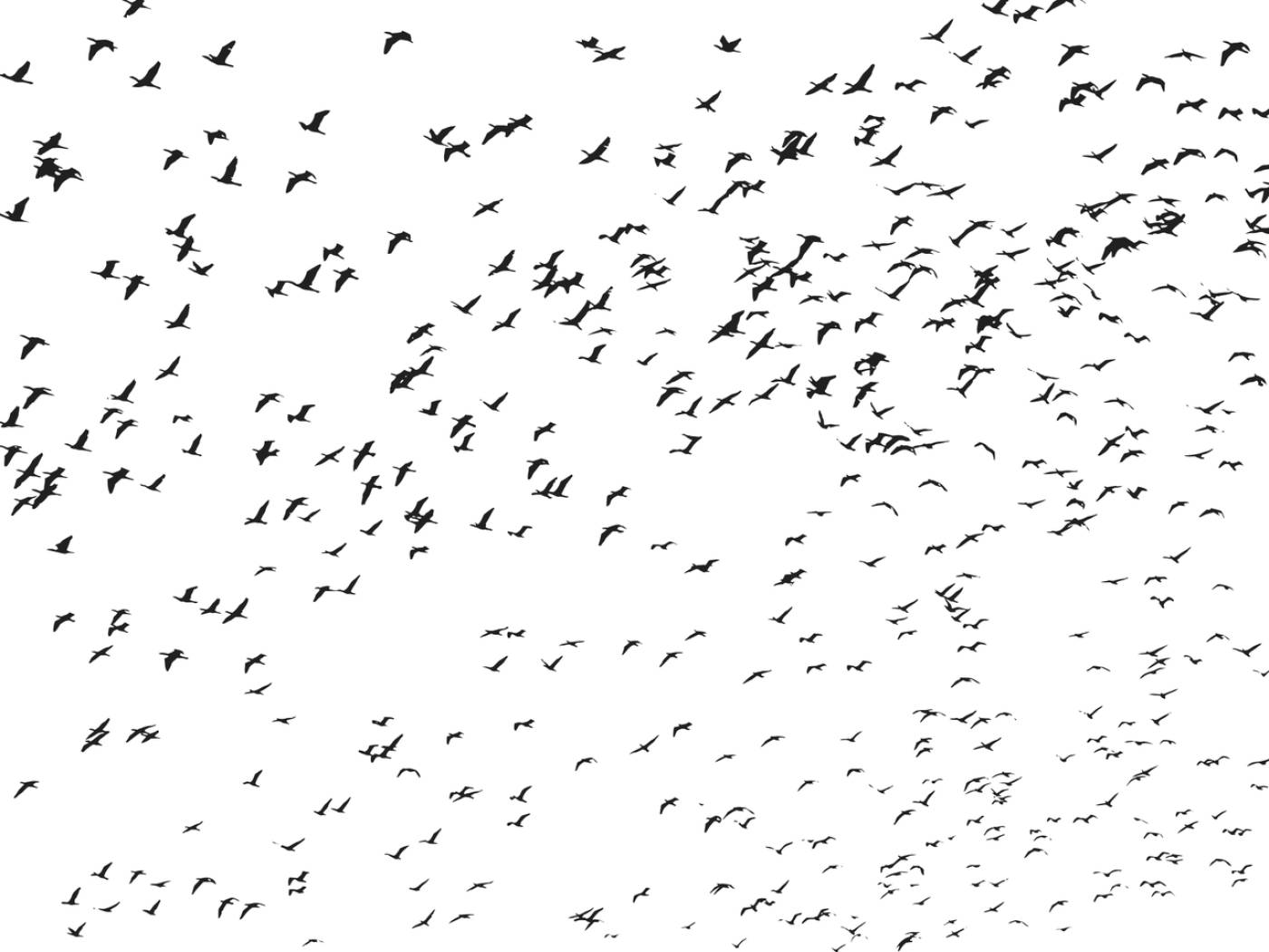 birds flock flying animals  svg vector