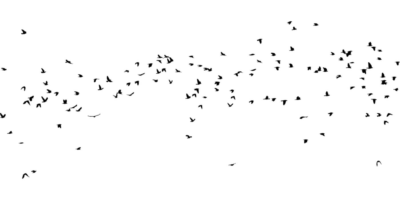 birds silhouette animals flying  svg vector