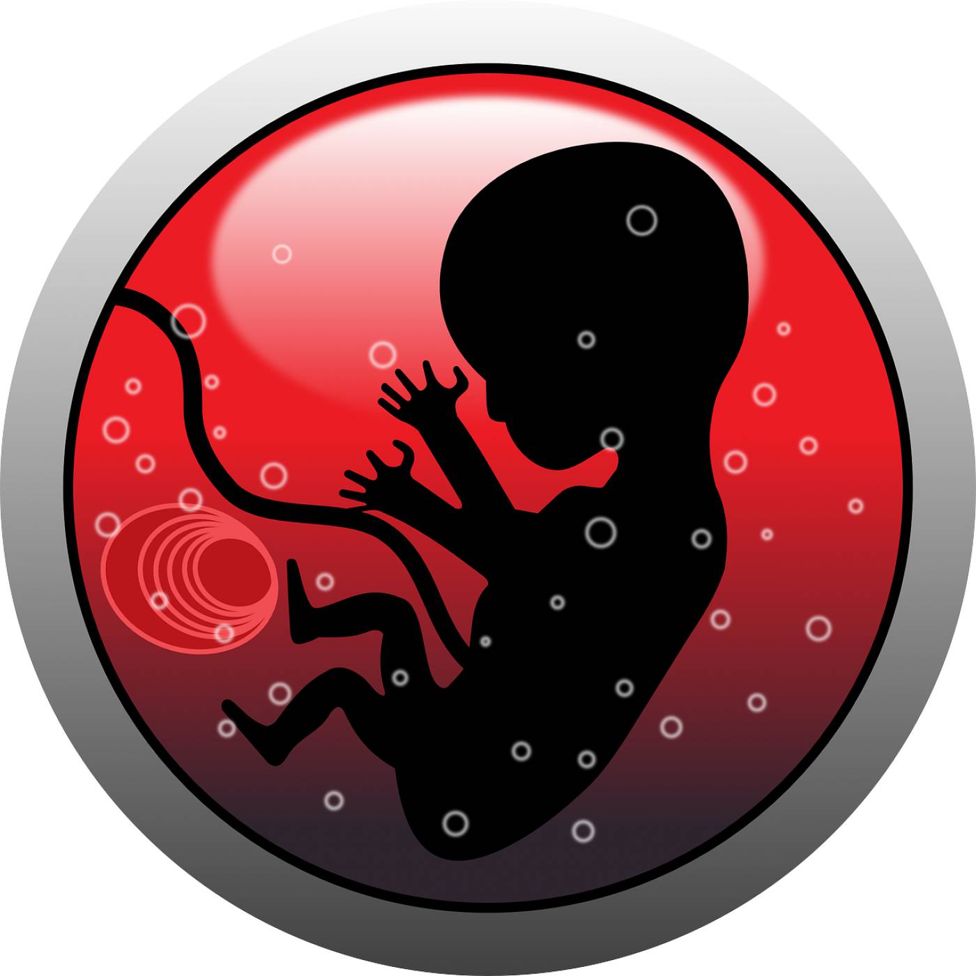 embryo human infant pregnancy  svg vector