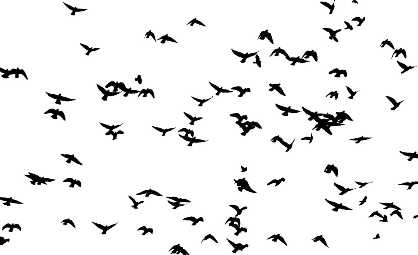 flock birds animals flight flying  svg vector