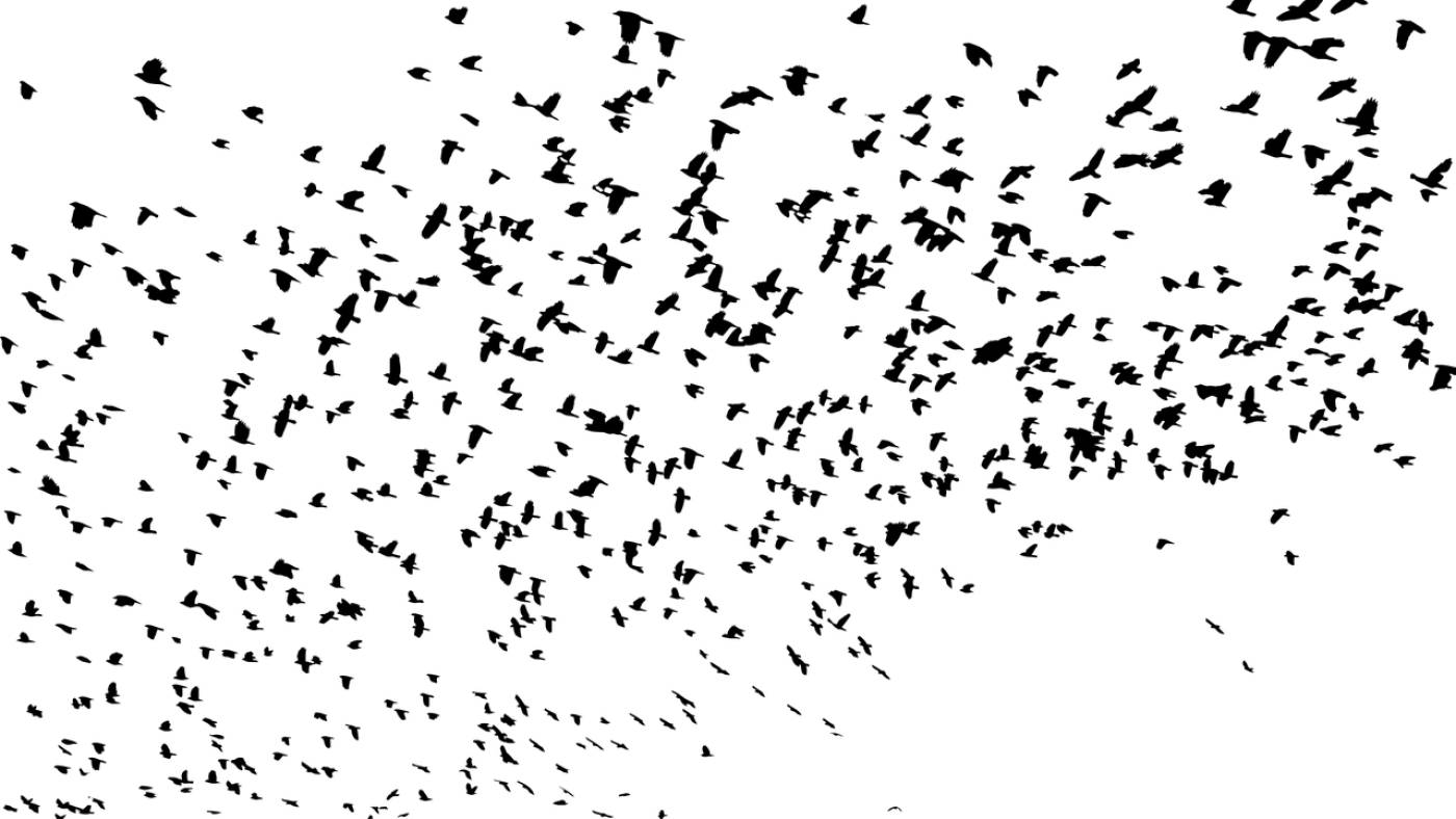 flock birds animals flying  svg vector