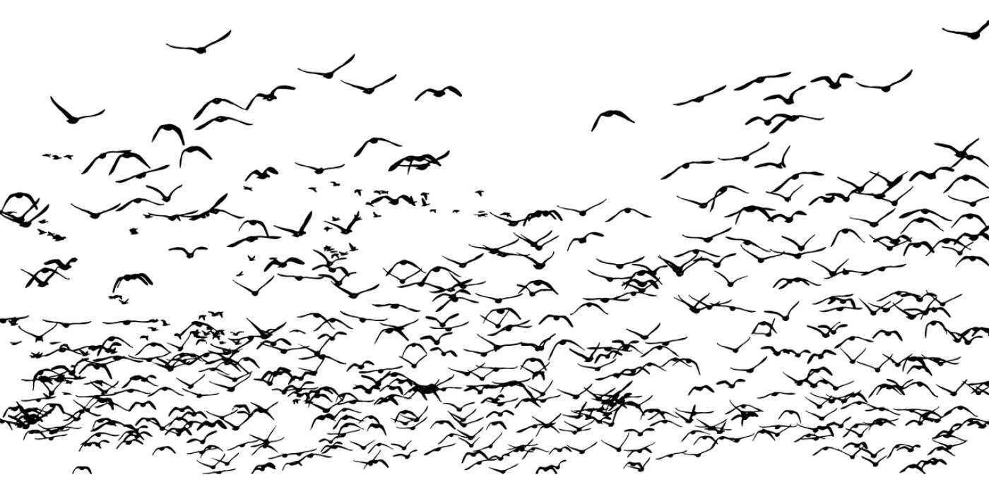 geese birds silhouette goose  svg vector
