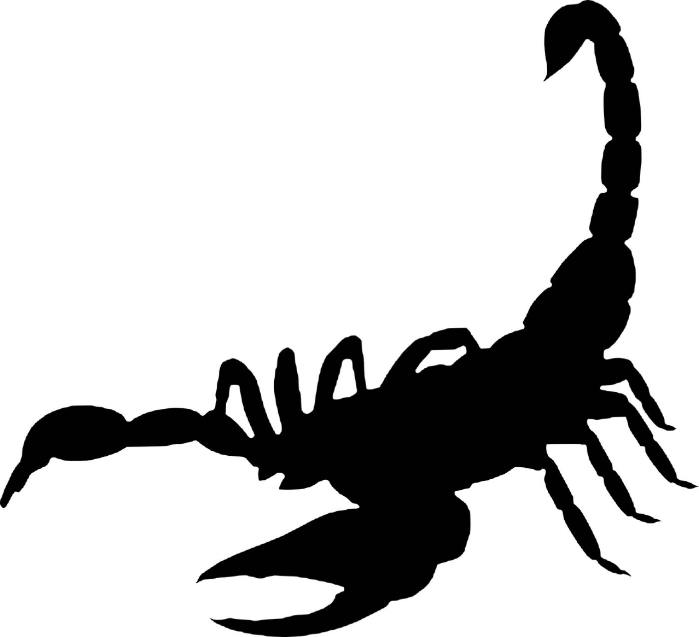 scorpion arachnida%e%%e silhouette  svg vector