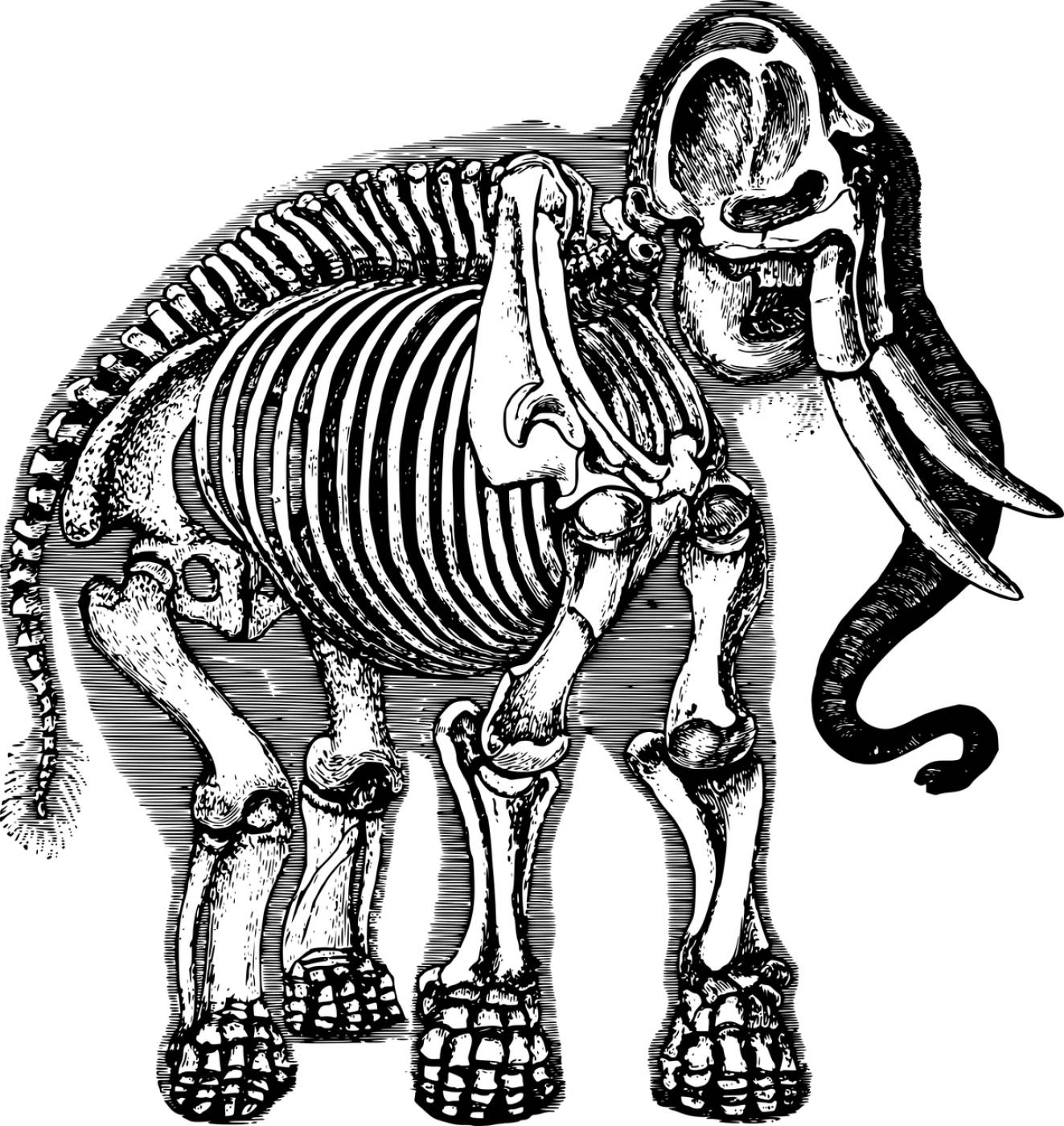 anatomy animal biology elephant  svg vector
