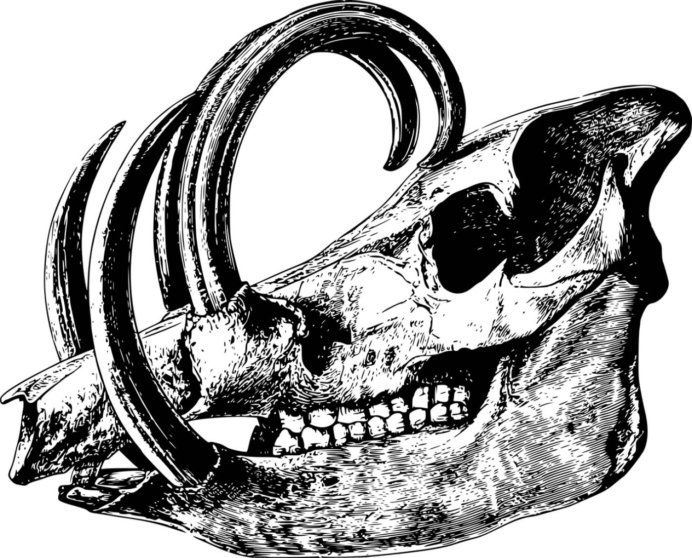animal bone head mammal skeleton  svg vector