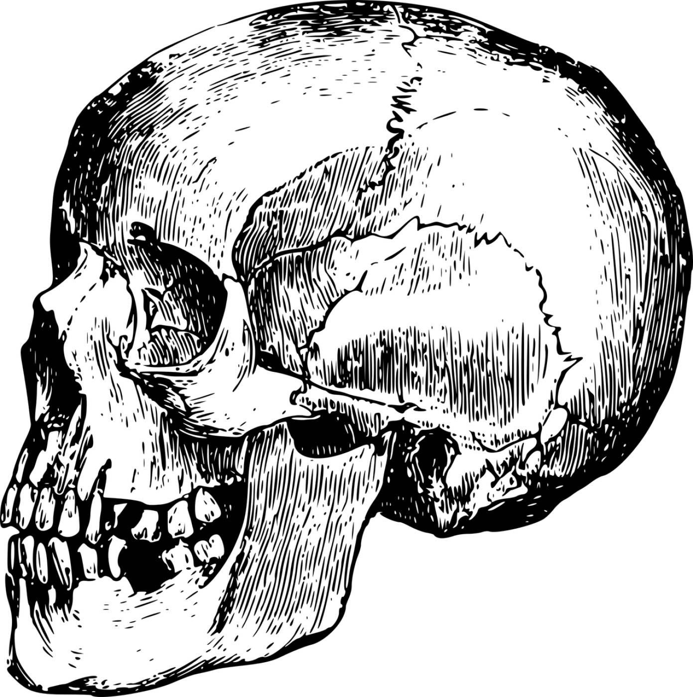 bone dead head skeleton skull  svg vector