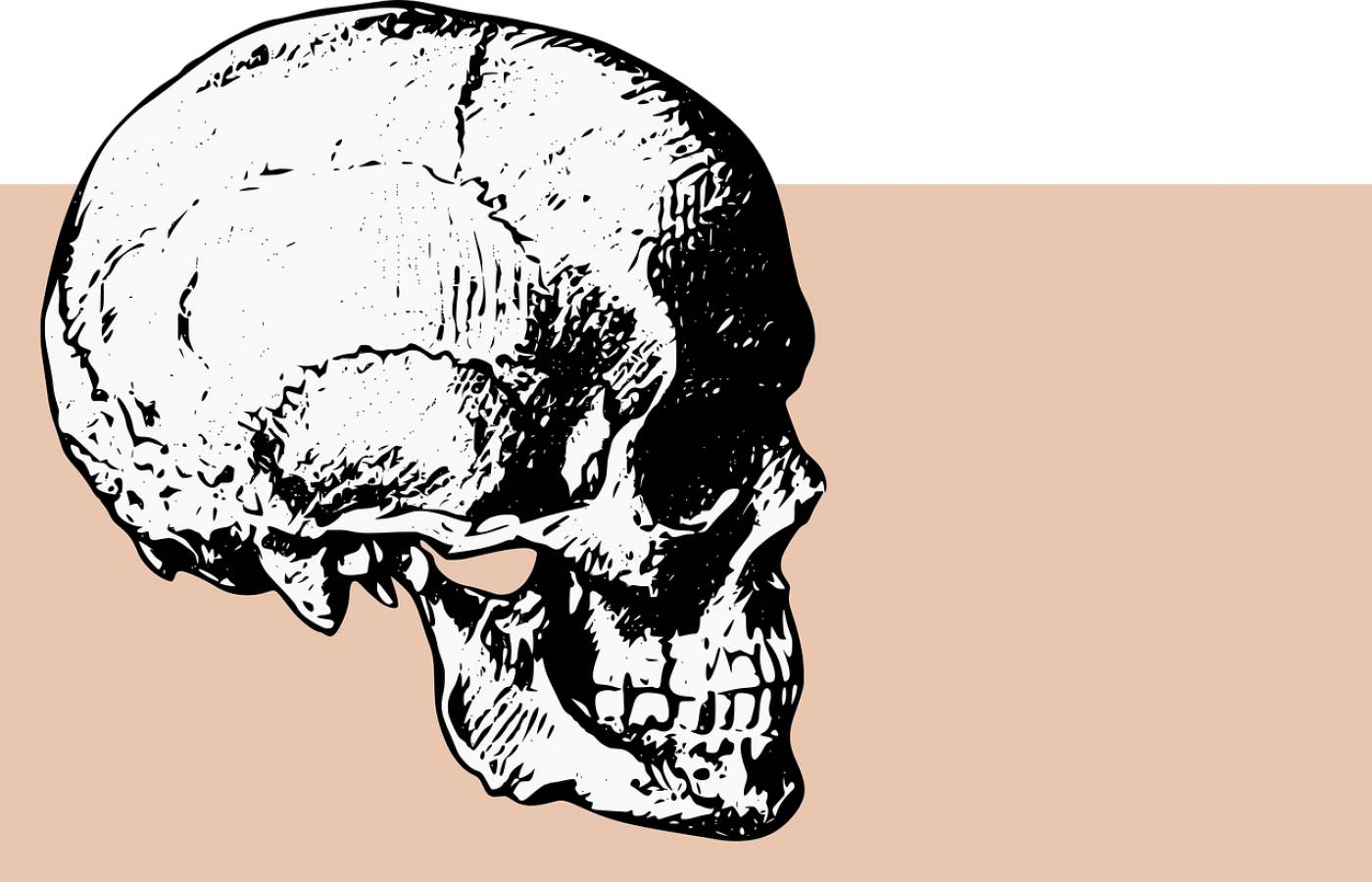 bones skull death skeleton dead  svg vector