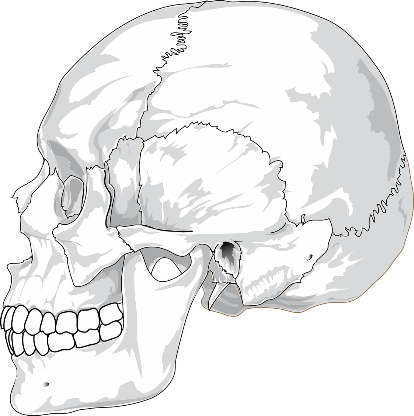 skull head bone skeleton jaw  svg vector