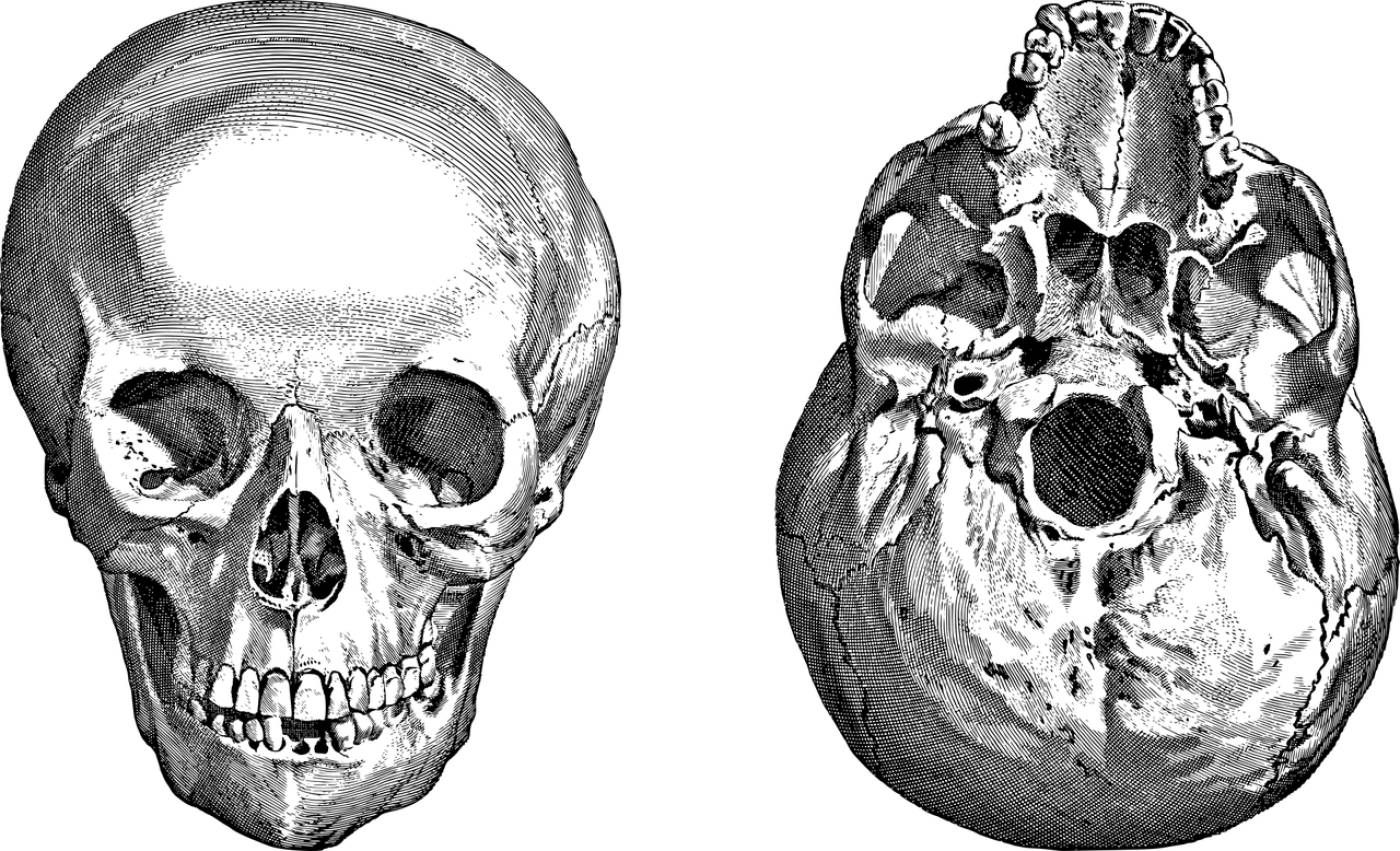 skull head cranium anatomy macabre  svg vector