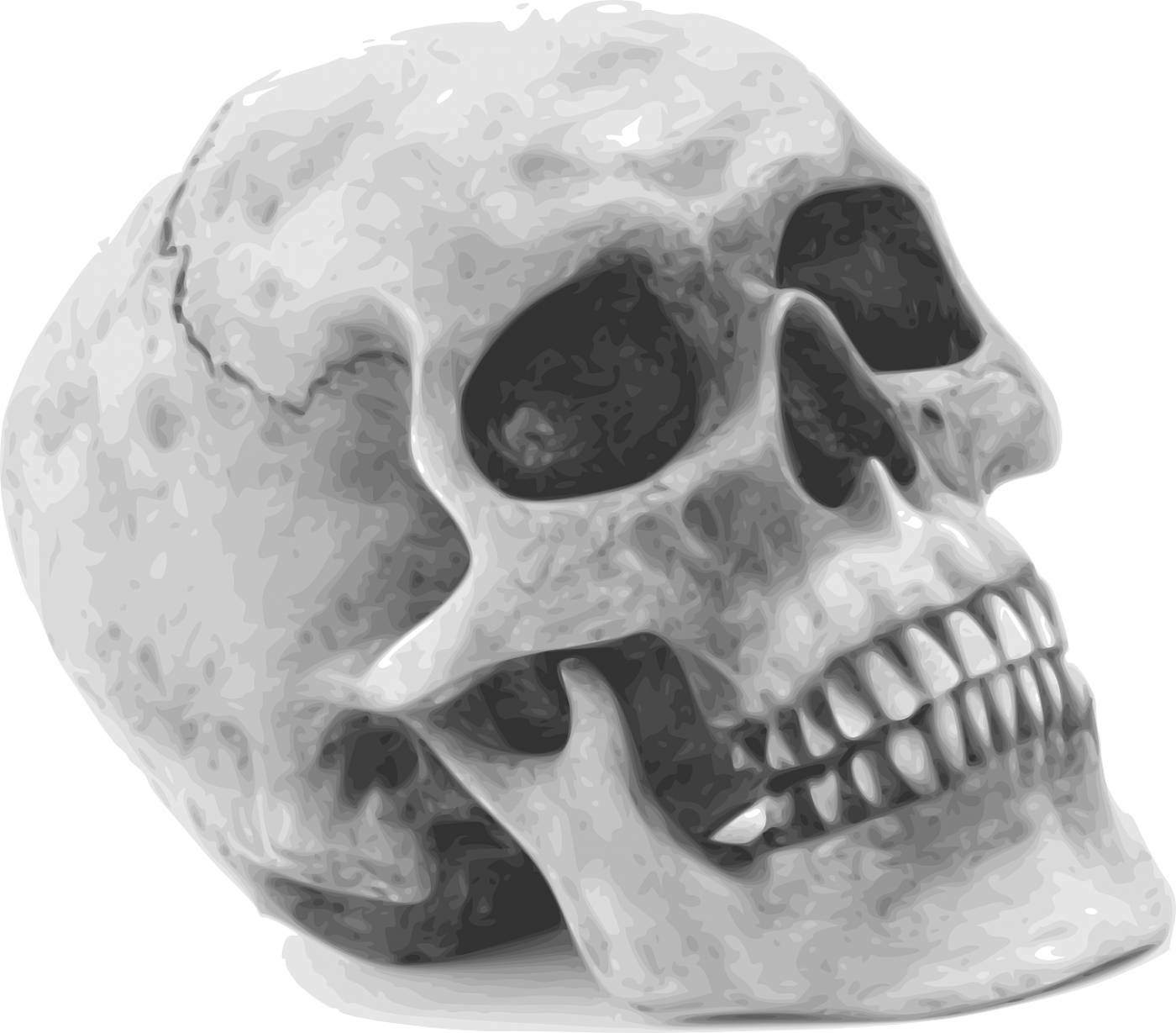 skull skeleton human remains  svg vector