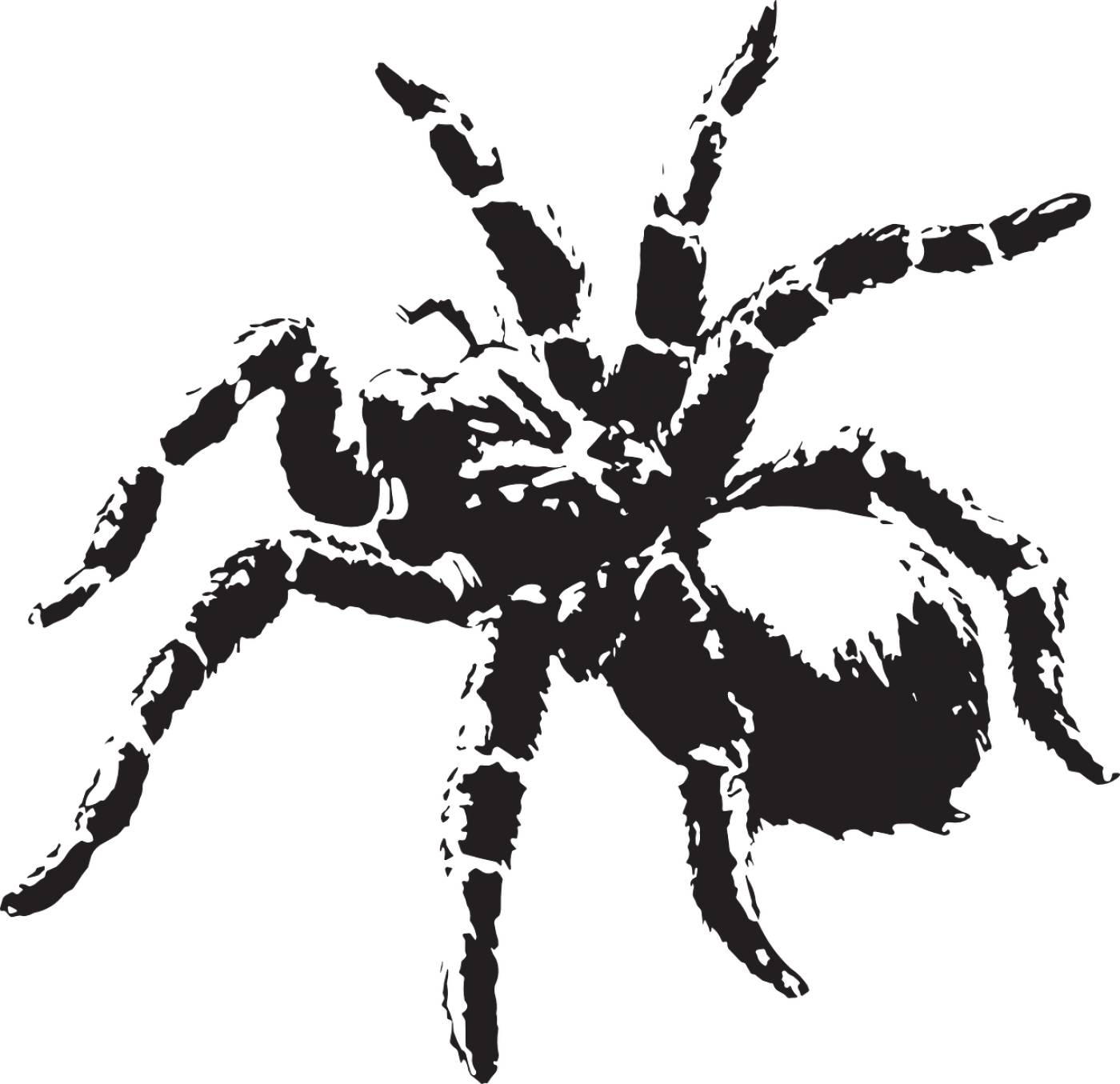 spider nature web creepy spooky  svg vector