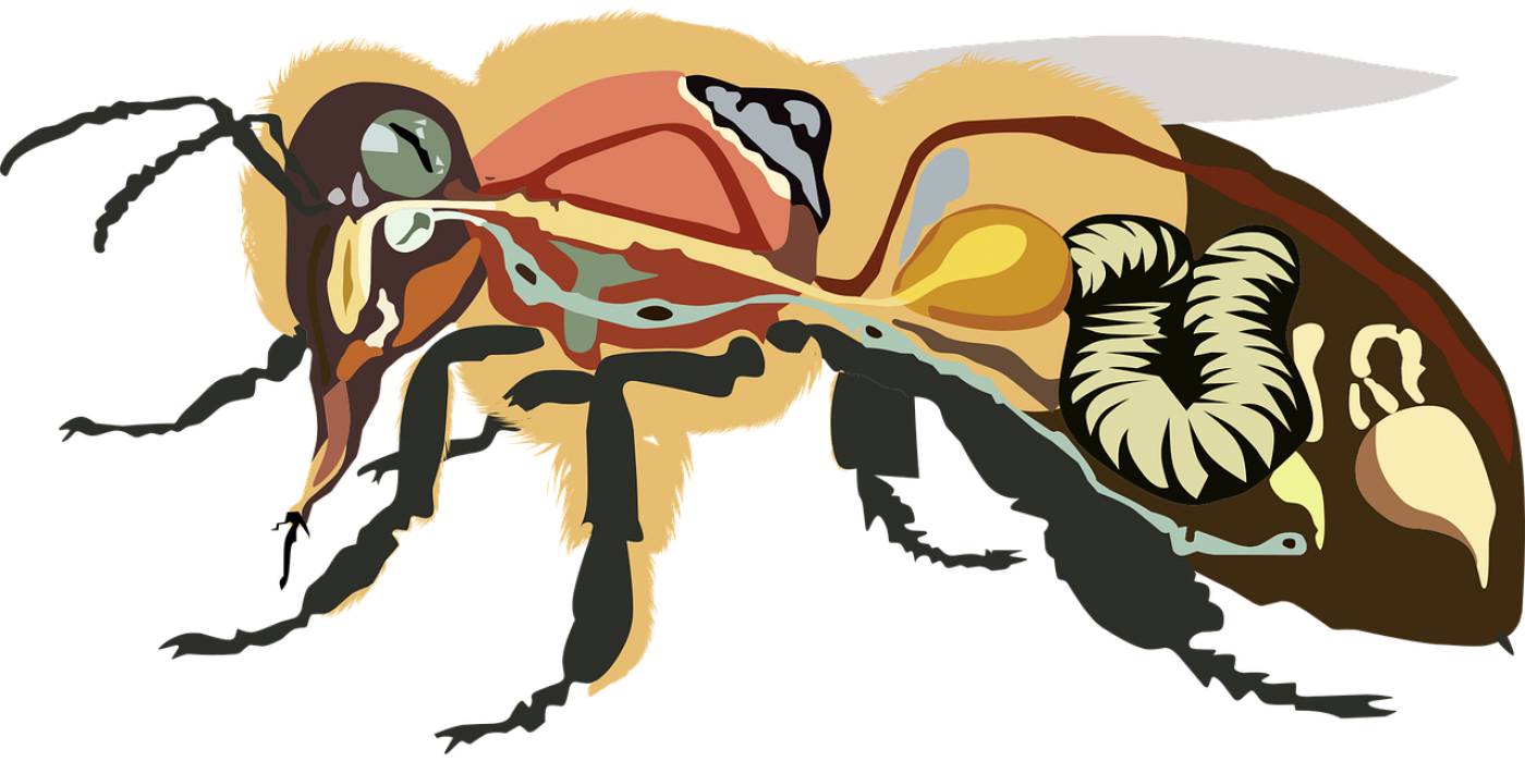 bee anatomy bee insect honey  svg vector
