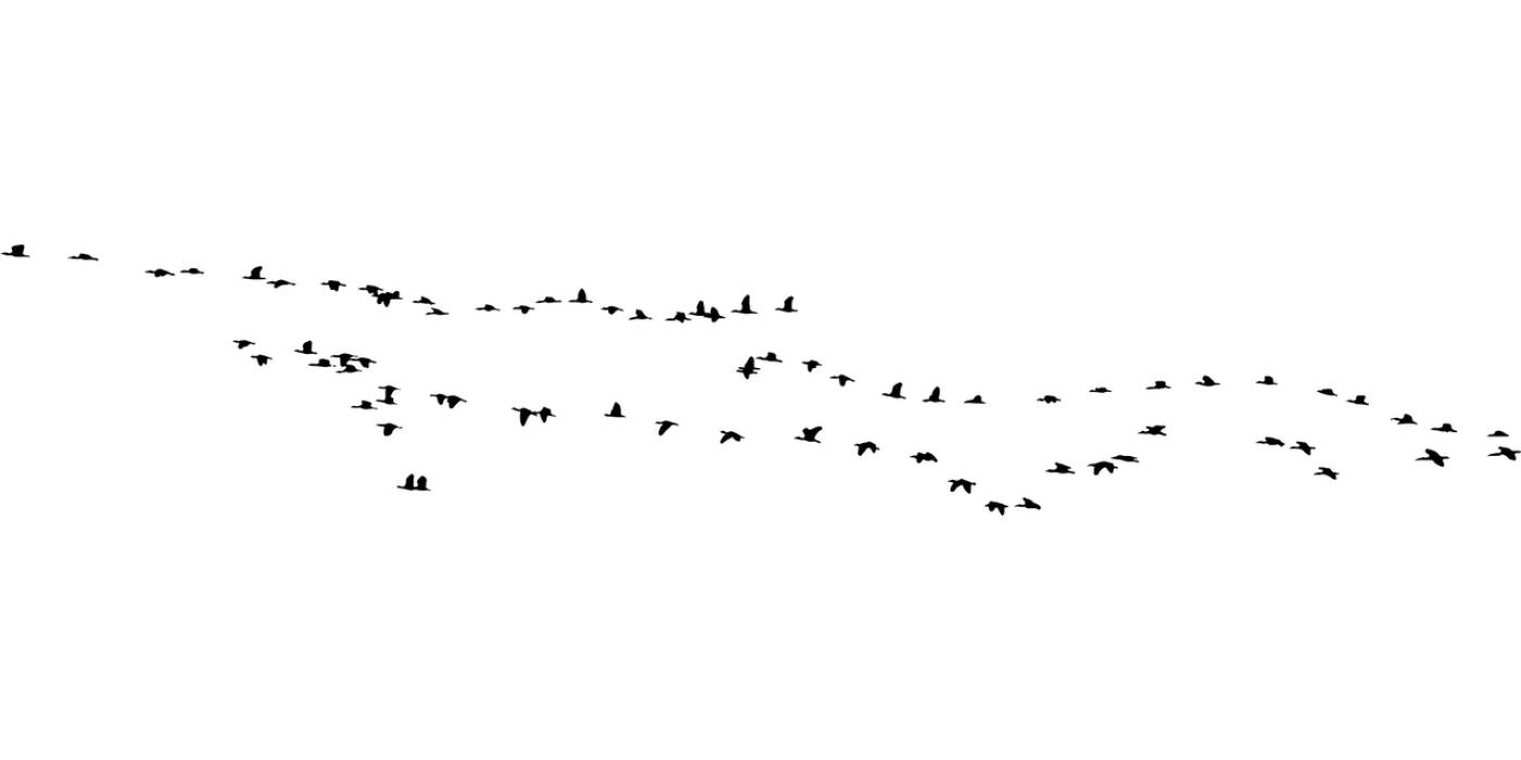 birds silhouette animals flying  svg vector