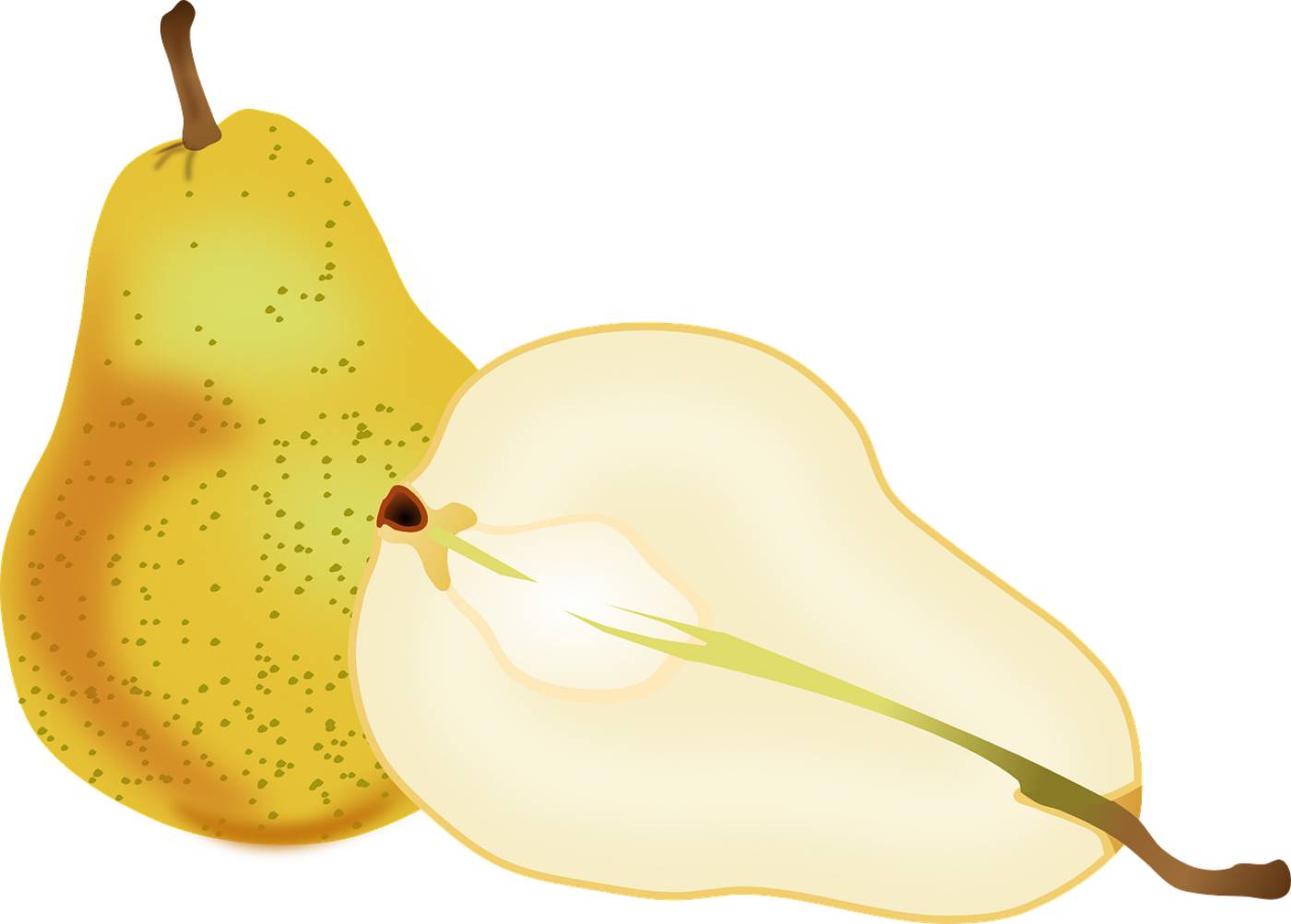 pears fruit slice cross section  svg vector