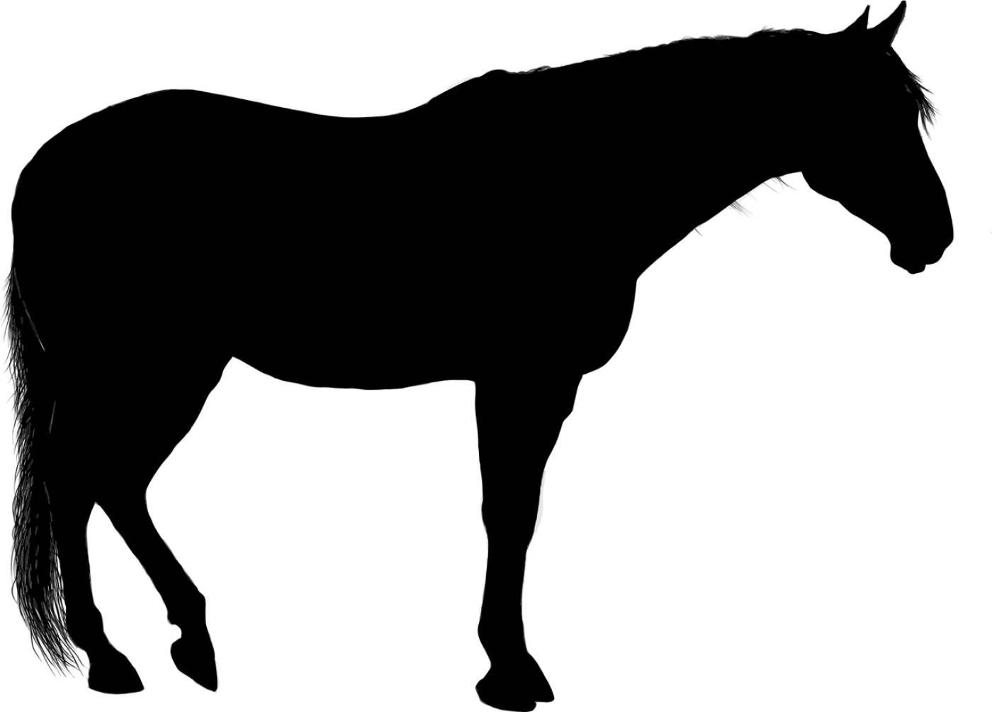 animal equine horse ride  svg vector