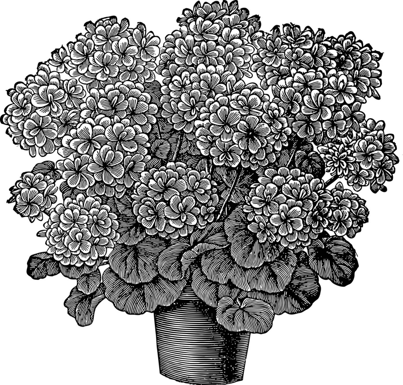 chrysanthemum flower sketch  svg vector