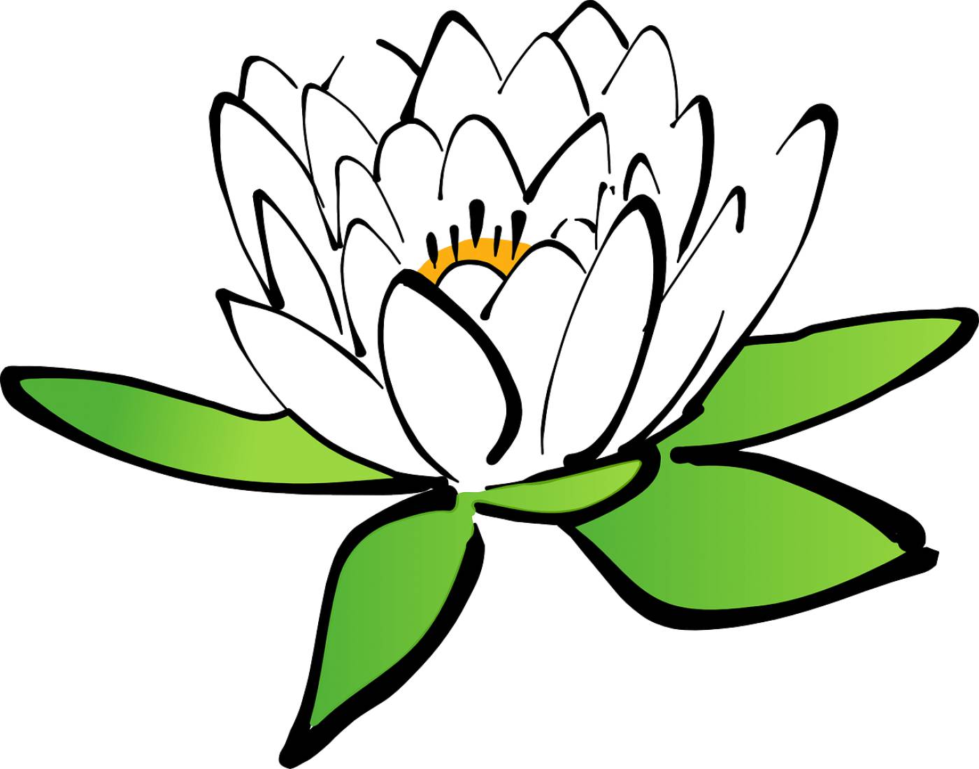 lotus water lily flower bloom  svg vector