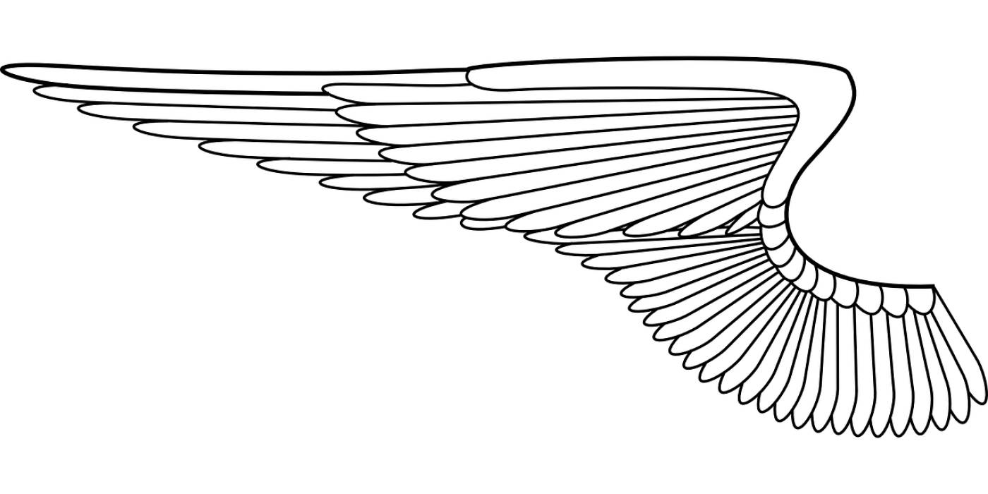 angel wings angel wing bird  svg vector