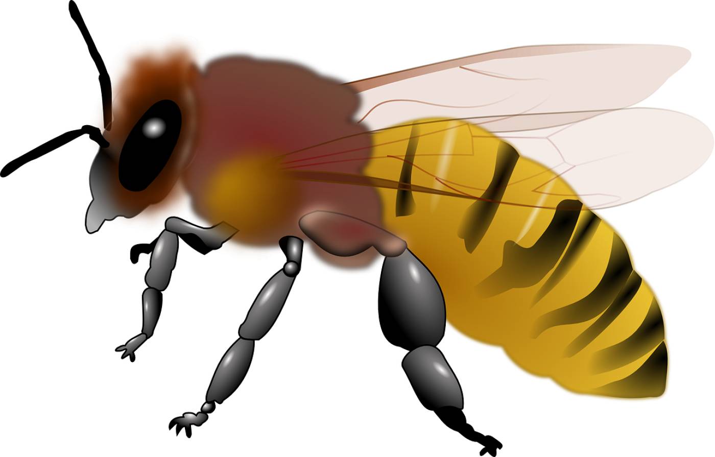 animal bee honey honeybee insect  svg vector