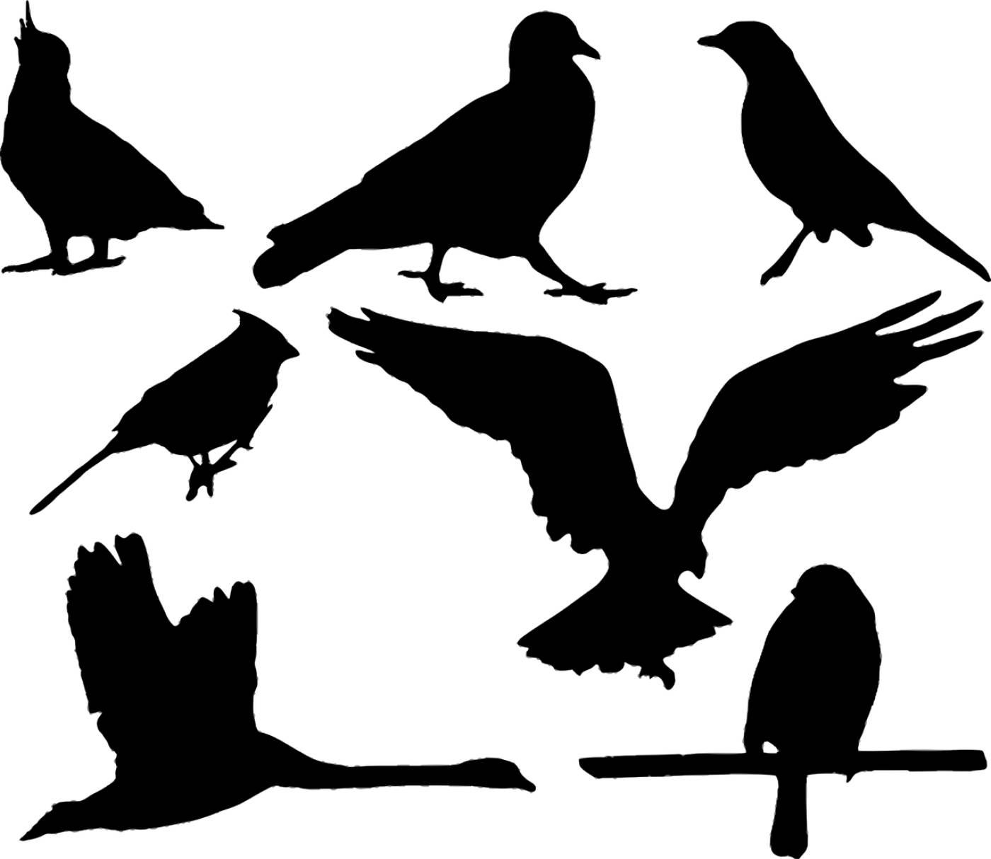 animal bird blackbird cockatoo  svg vector