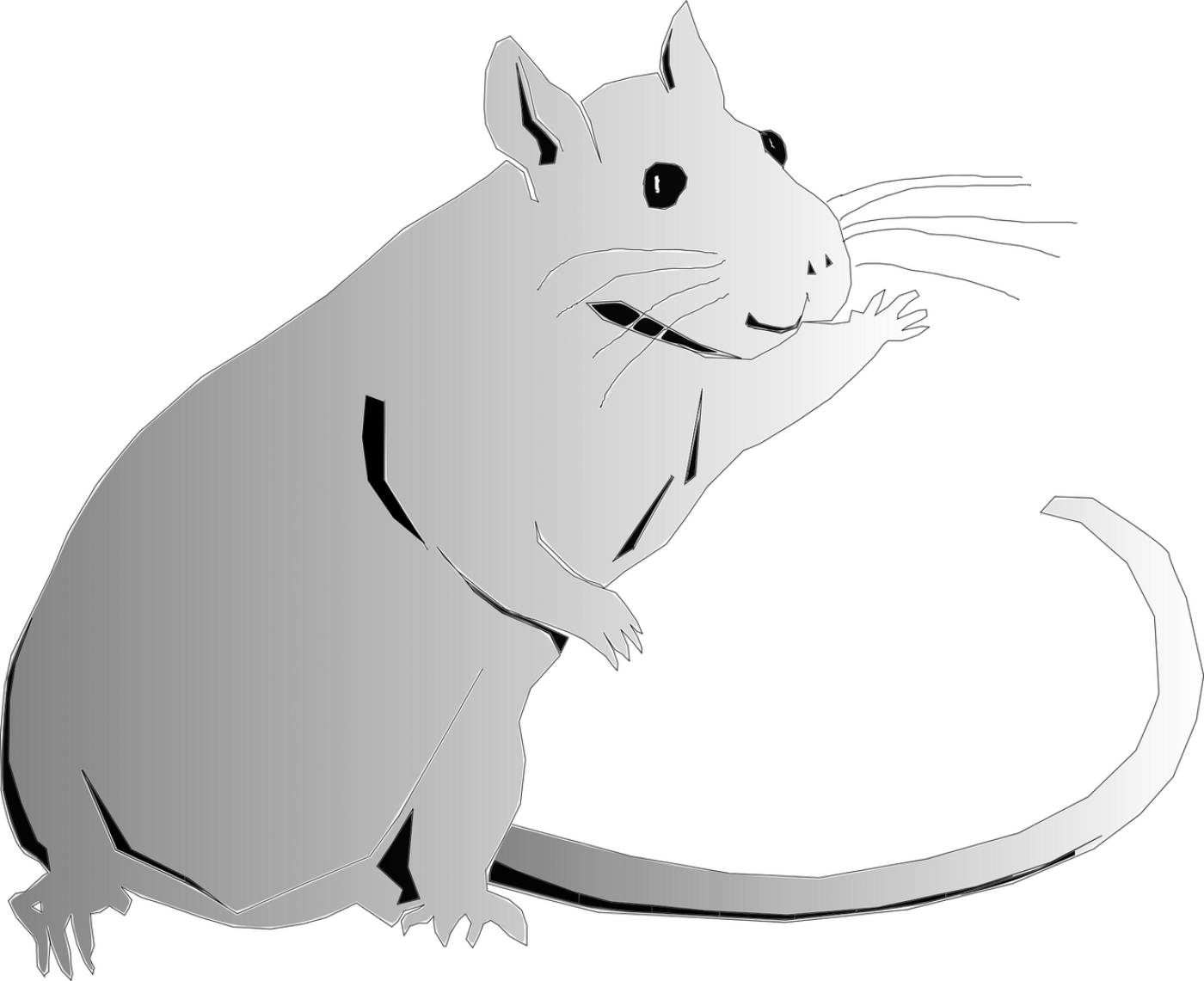 animal rat rodent rat rat rat  svg vector