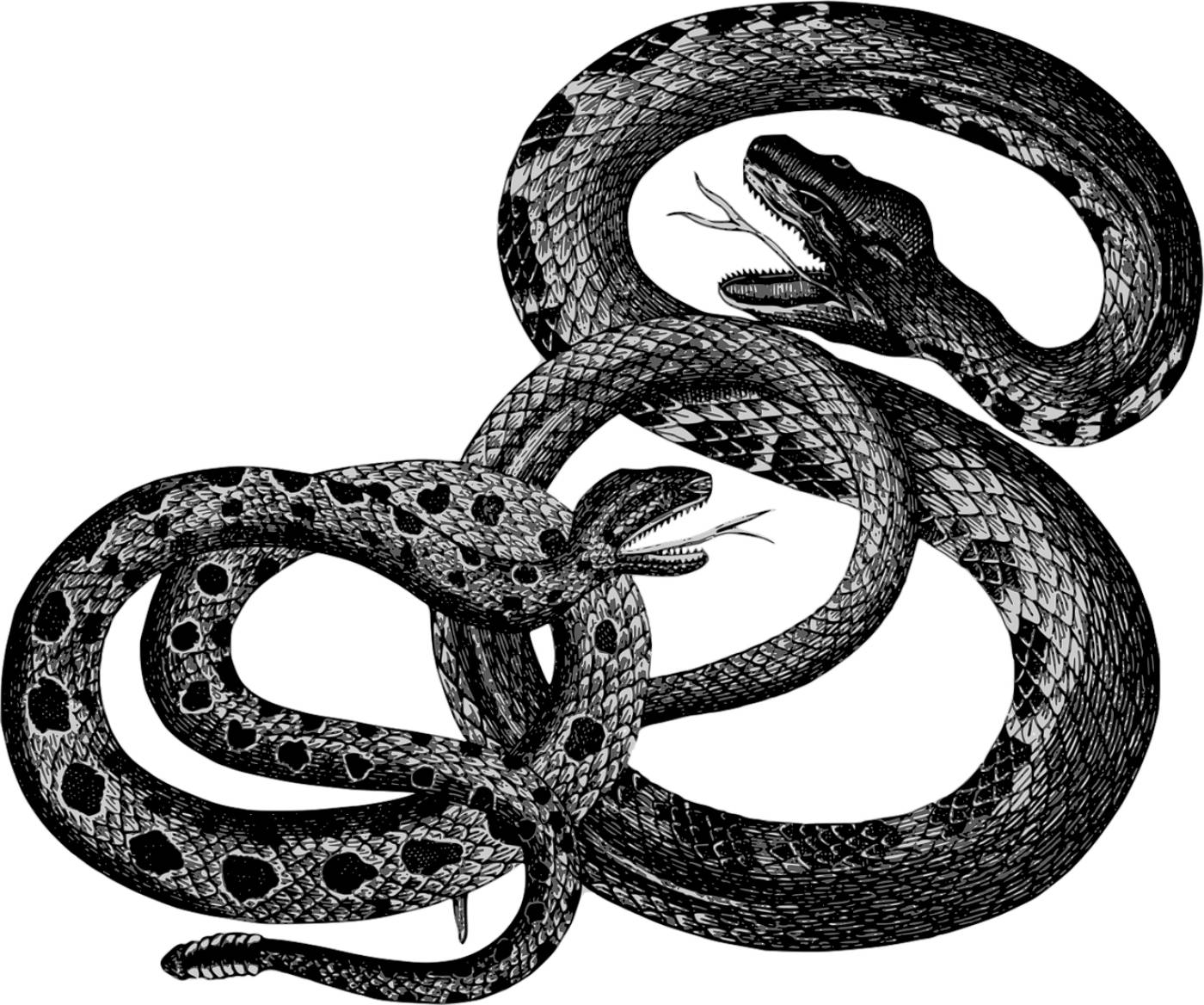 animals reptiles snakes vintage  svg vector