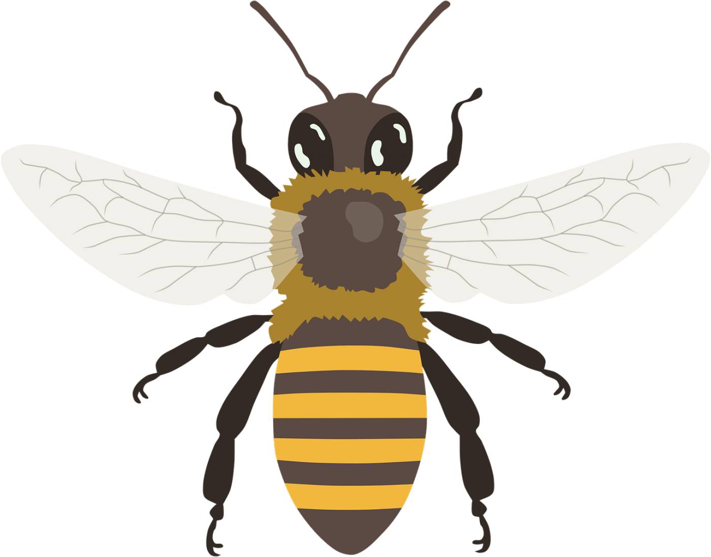 bee bumblebee wings insect honey  svg vector