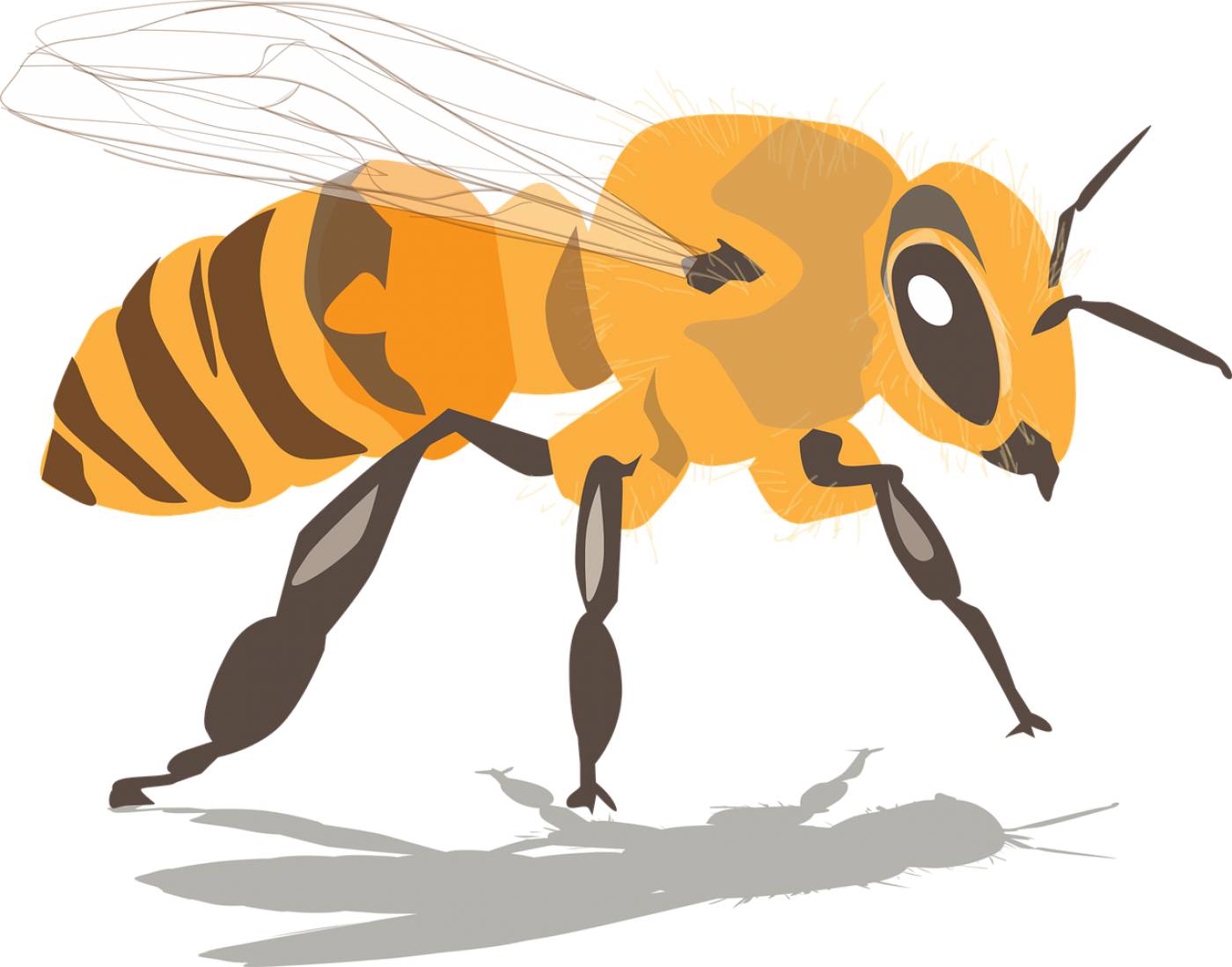 bee insect honey beeswax  svg vector