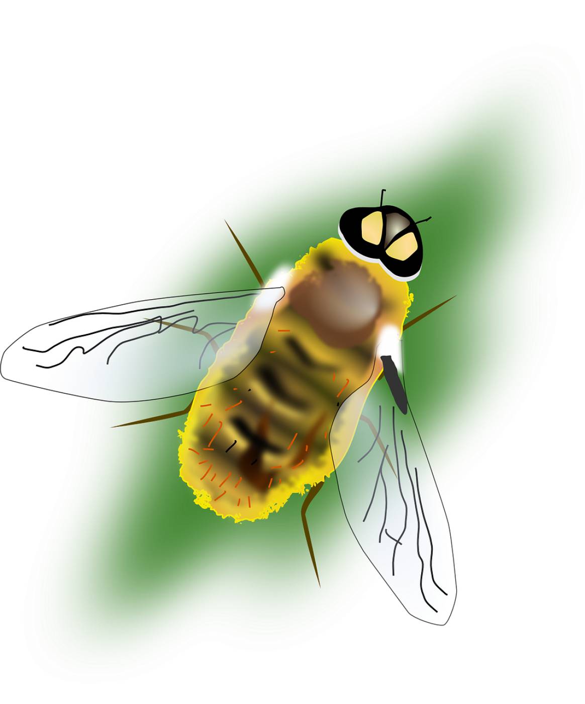 bee insect honey pollen bug  svg vector