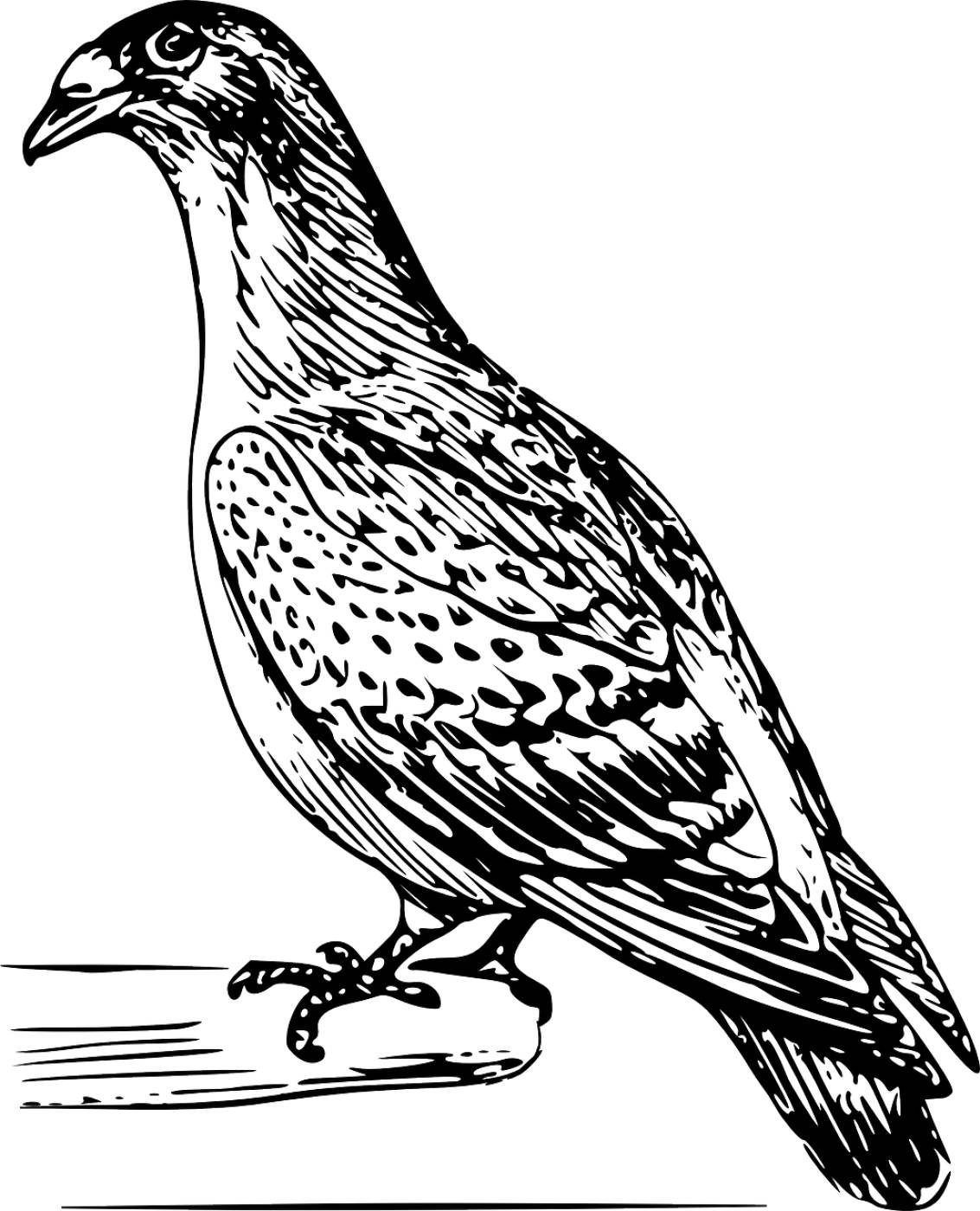 bird pigeon carrier perched  svg vector