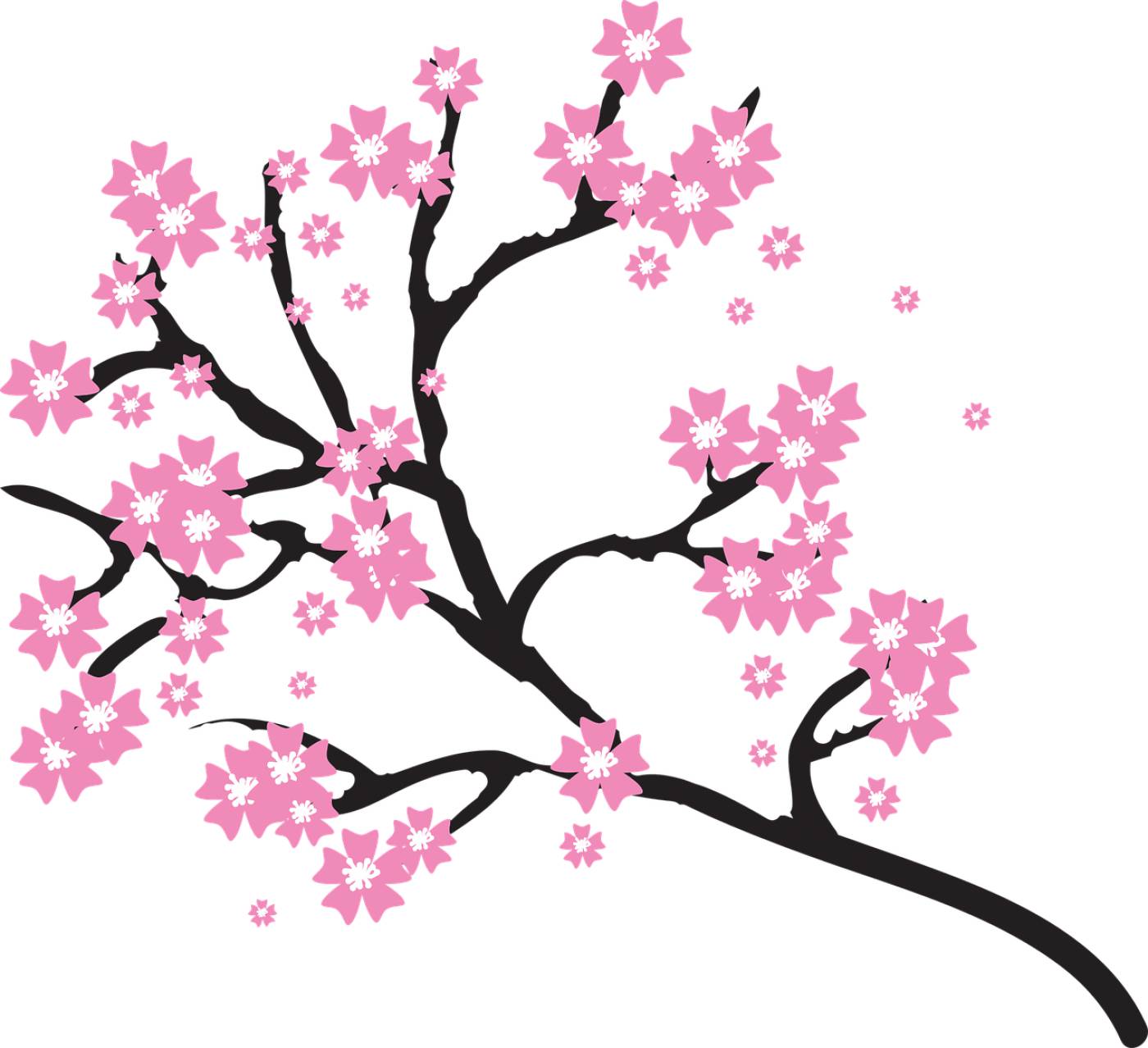 blossoms branch cherry floral  svg vector