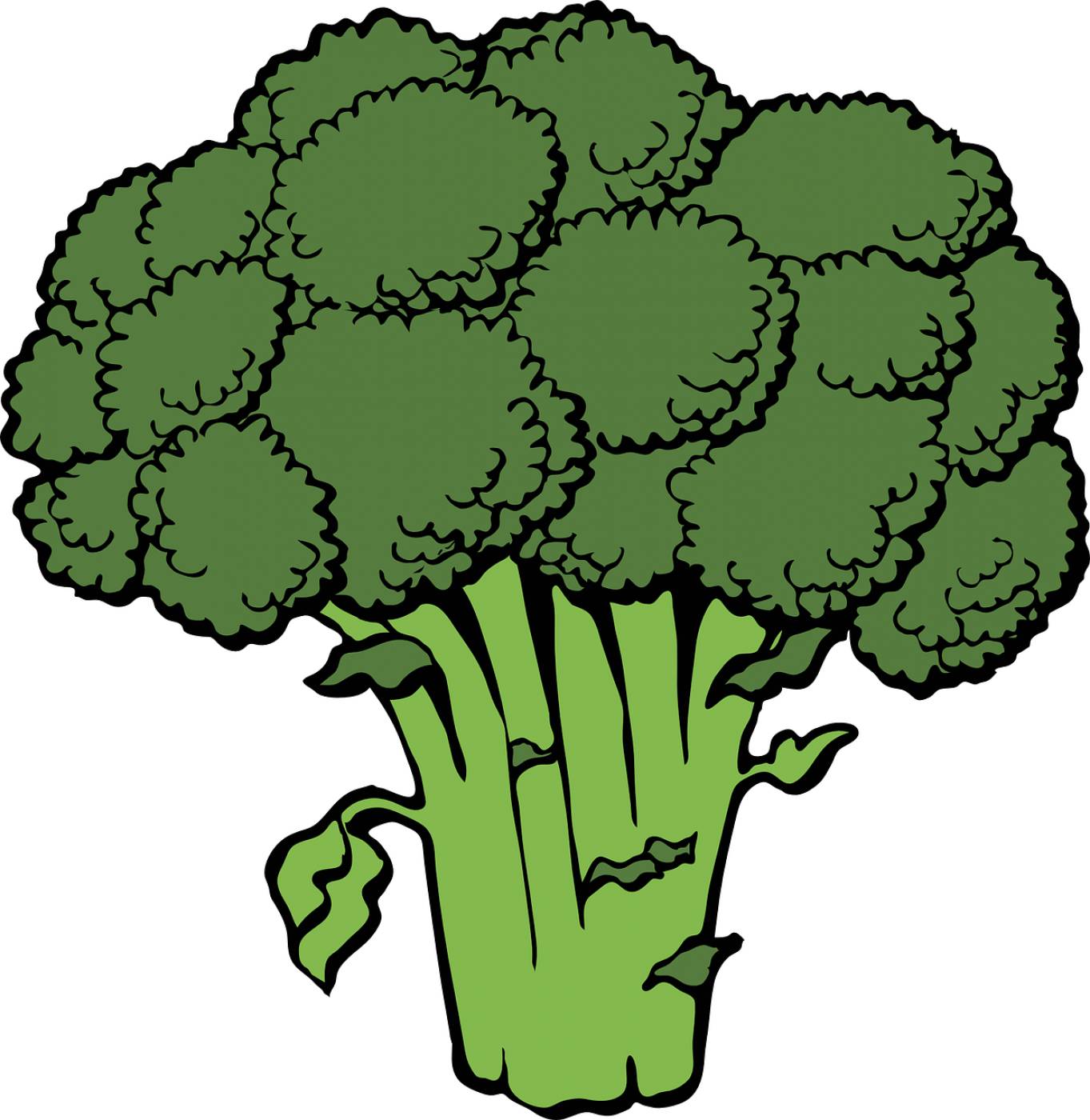 broccoli bunch head green  svg vector