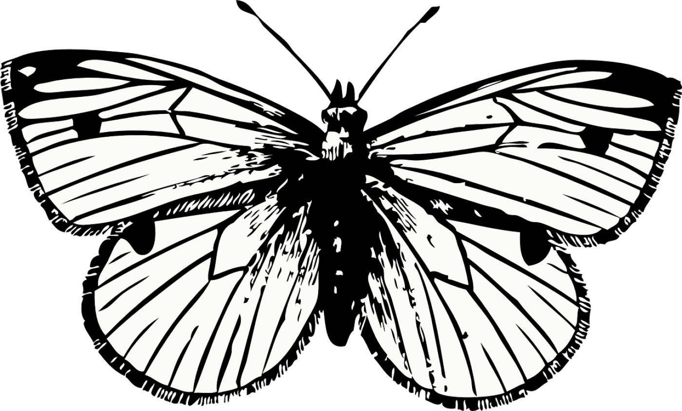 butterfly insect animal beautiful  svg vector