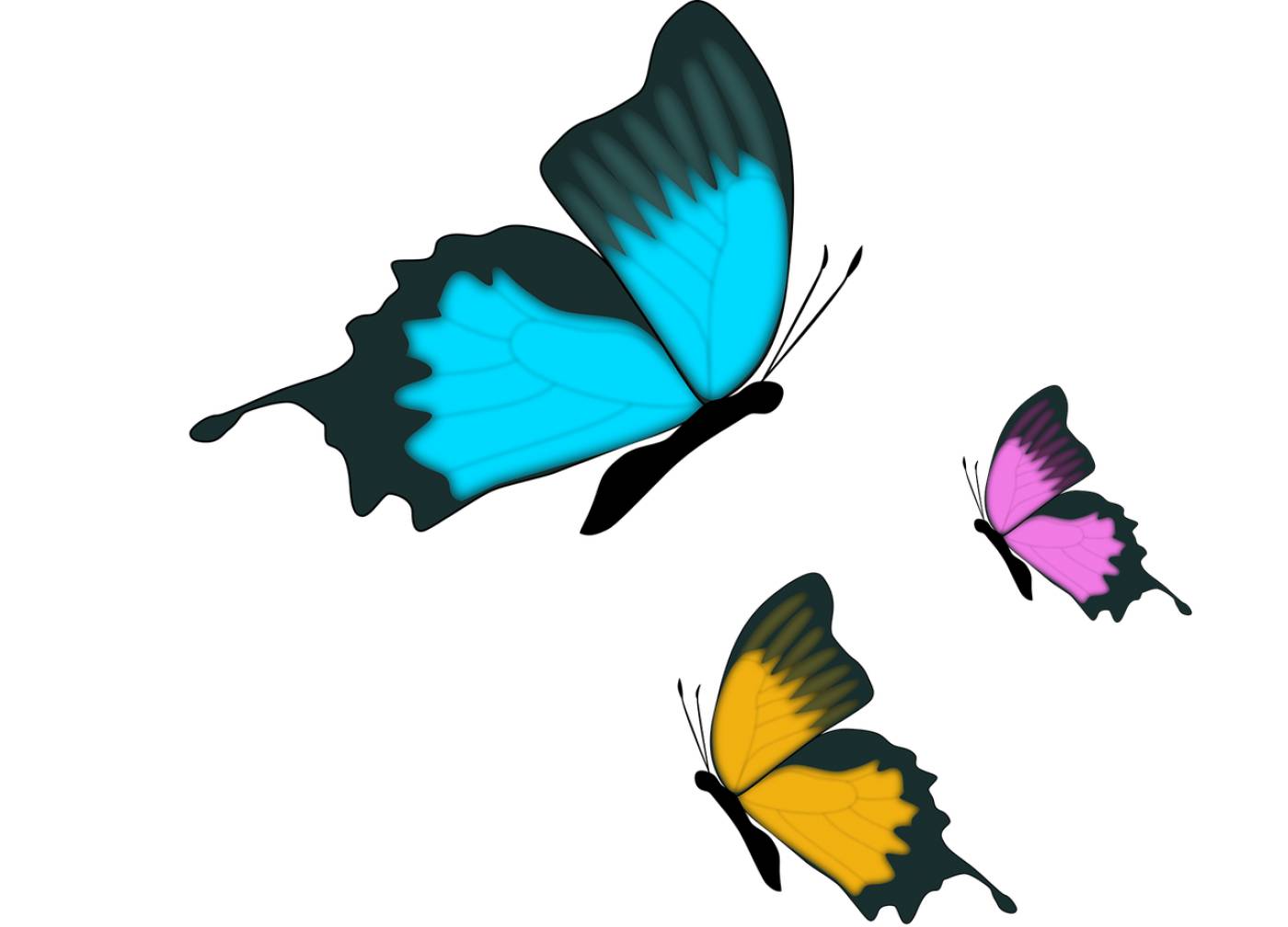 butterfly insect nature butterfly  svg vector