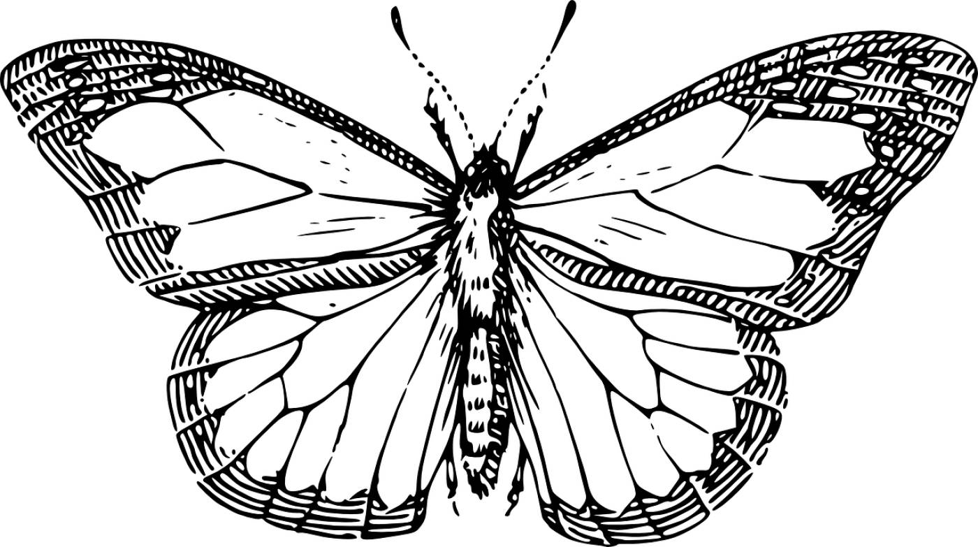 butterfly wings insect antenna  svg vector