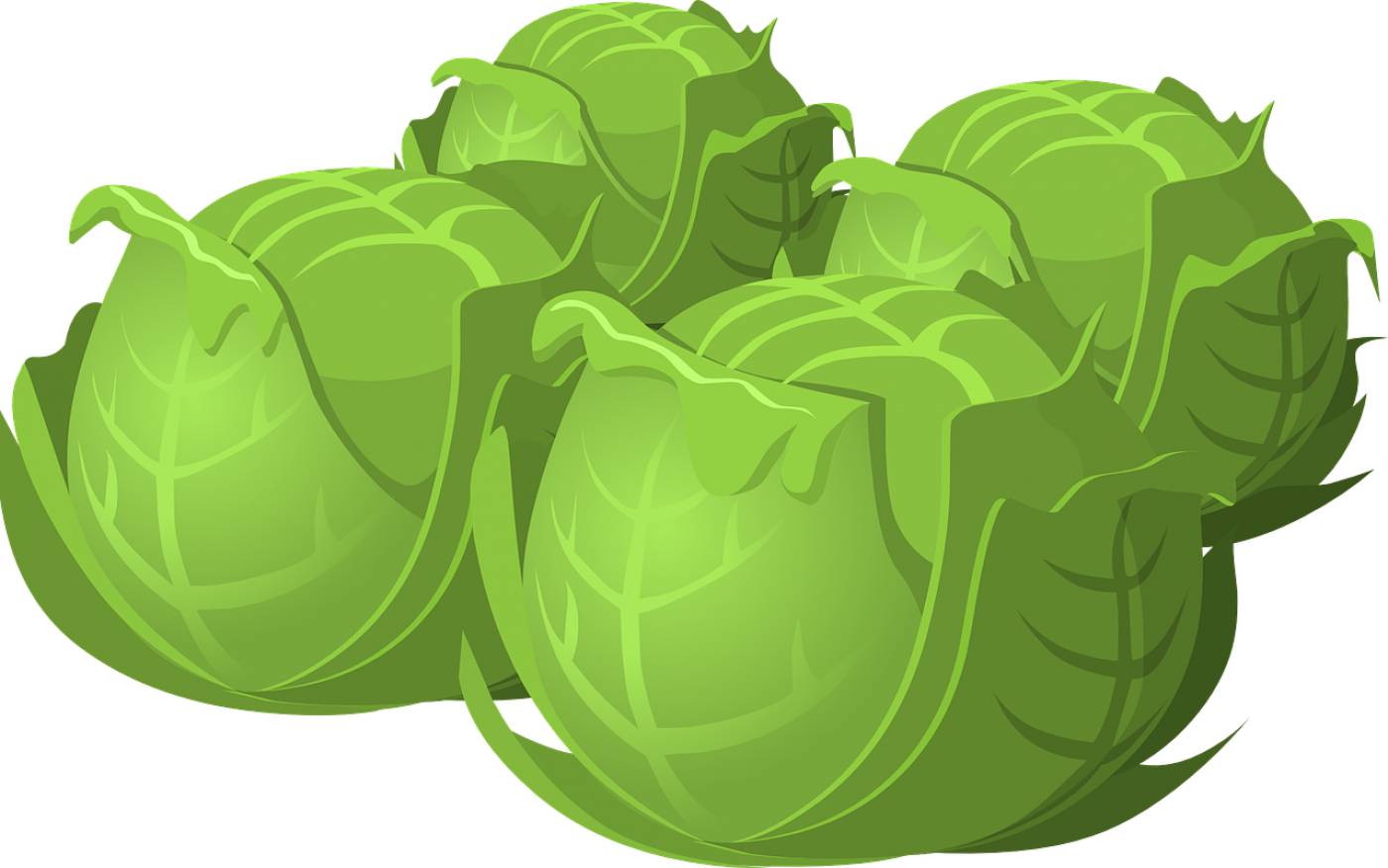 cabbage vegetable food  svg vector