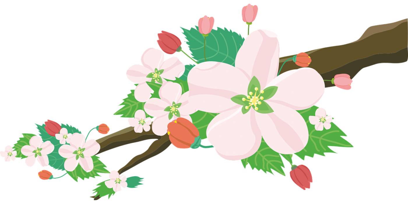 flowers apple blossoms nature  svg vector