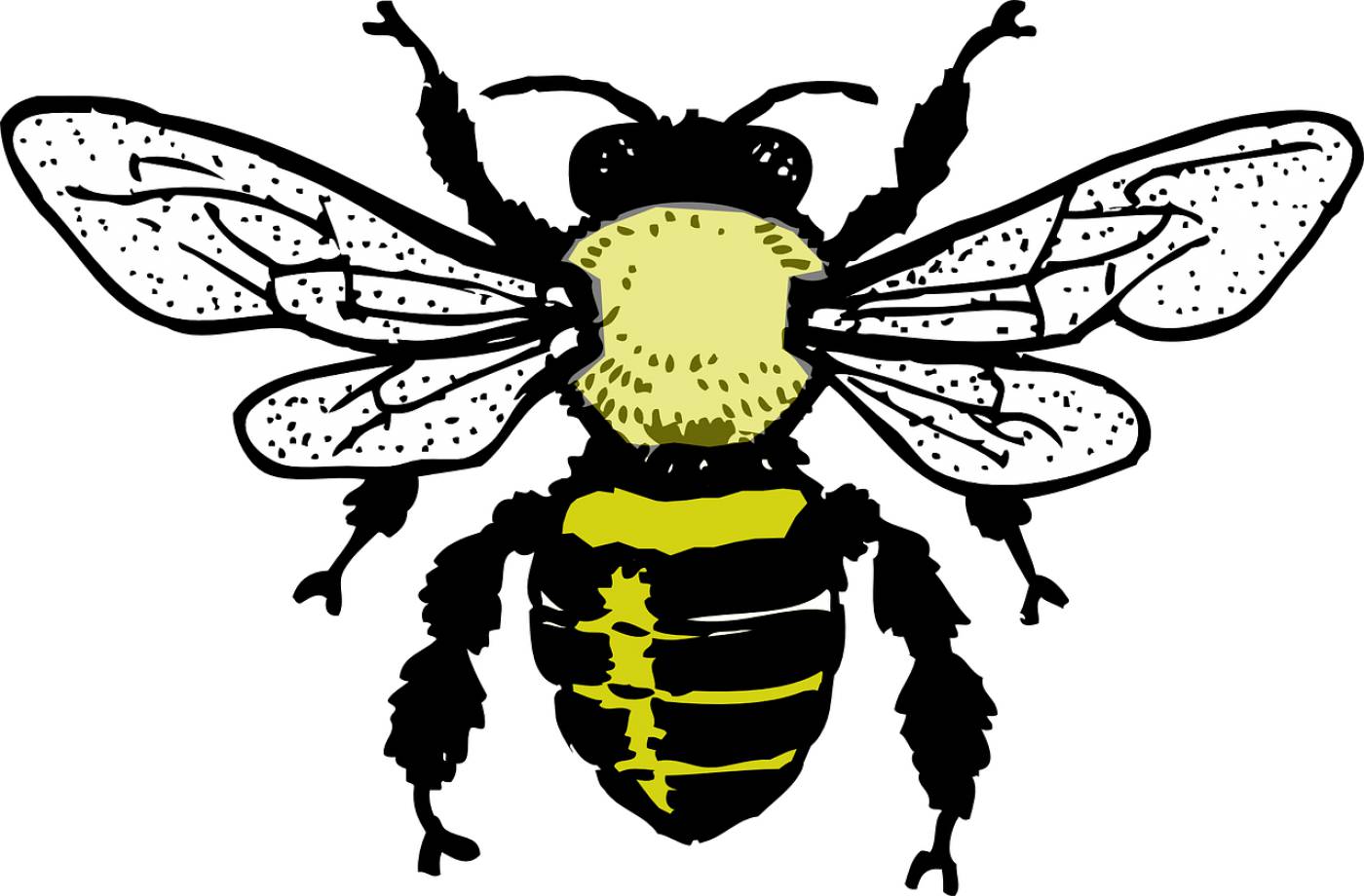 honey bee bee honey hive insect  svg vector