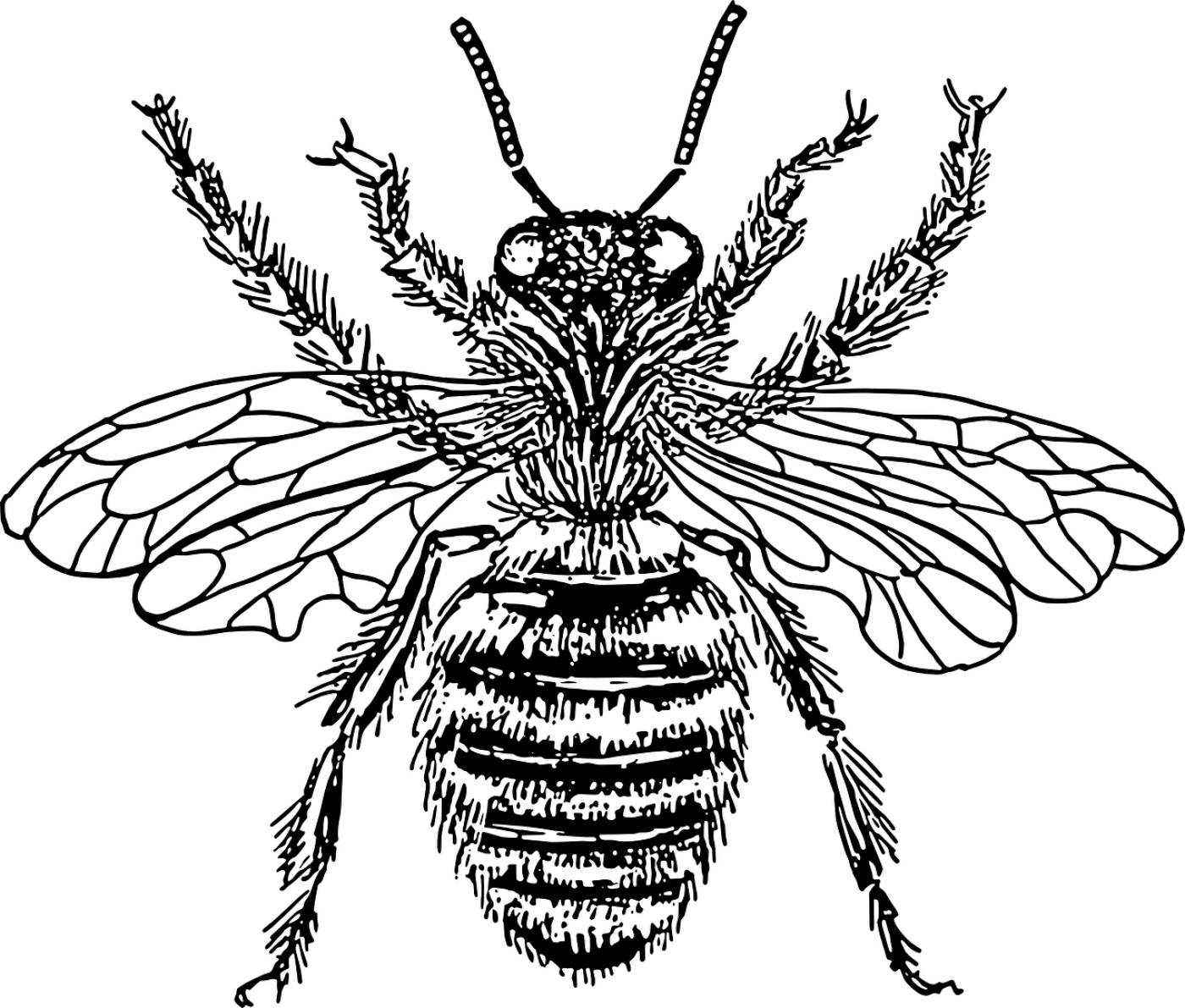 honey bee black and white insects  svg vector