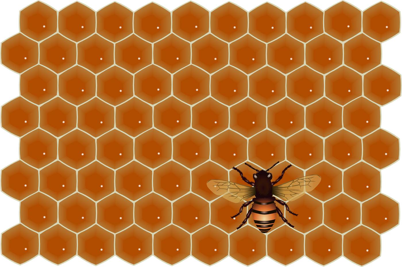 honey bee flying work insect  svg vector