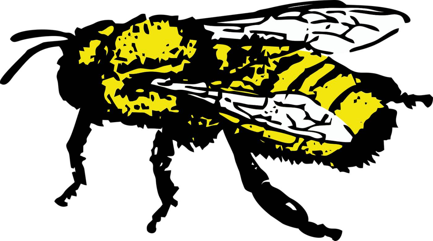 honey bee insect bee  svg vector