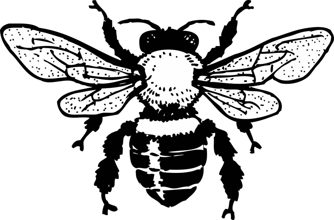 honey bee insect drawing  svg vector